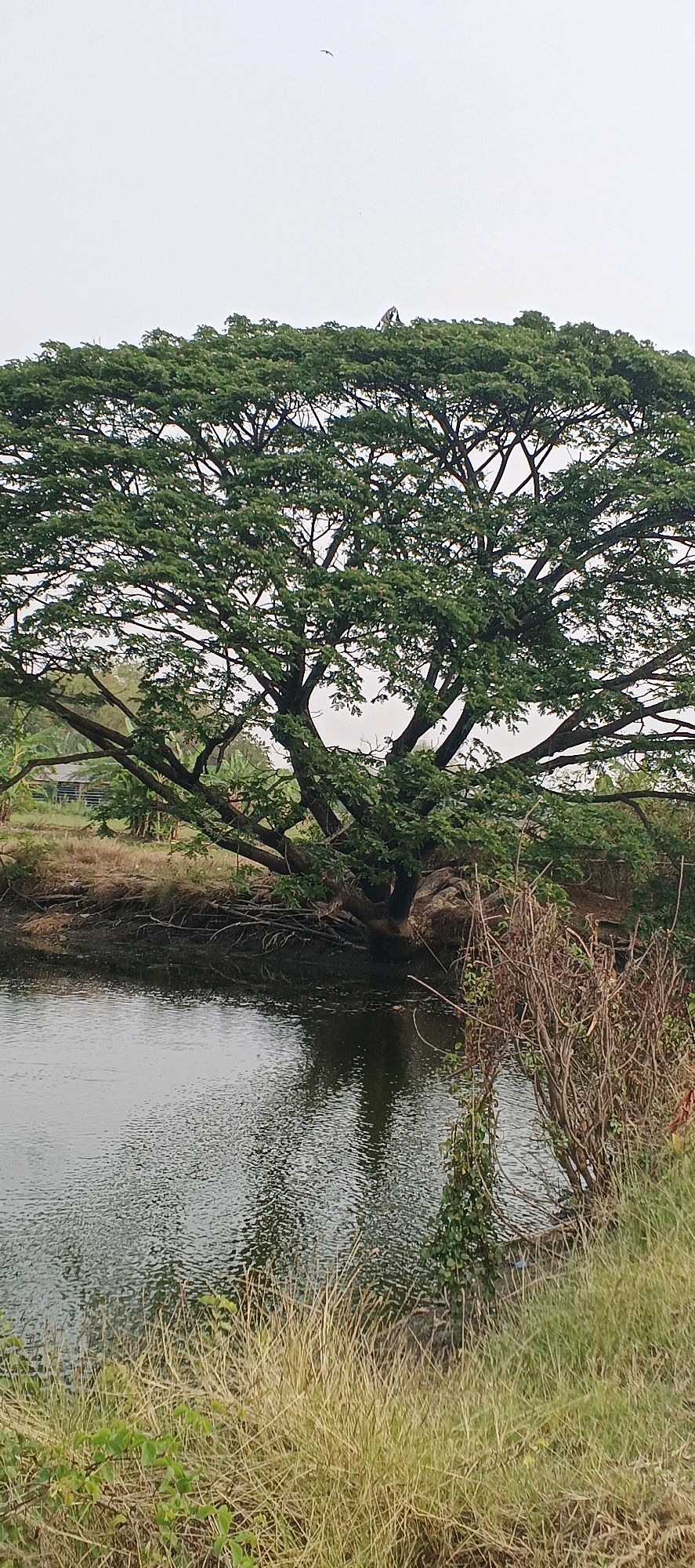 The image depicts a large, sprawling tree with lush green foliage, its branches extending widely over a calm body of water. The water's surface reflects the tree and the overcast sky. The foreground features dry, tall grass and some smaller bushes, with the edge of the water visible to the left. In the background, beyond the tree and across the water, there are hints of vegetation and structures, possibly rural buildings or farmhouses. The overall scene is natural and tranquil, with no people or animals prominently featured, except for a distant bird in the sky. The image was taken in Ngayung, Indonesia.