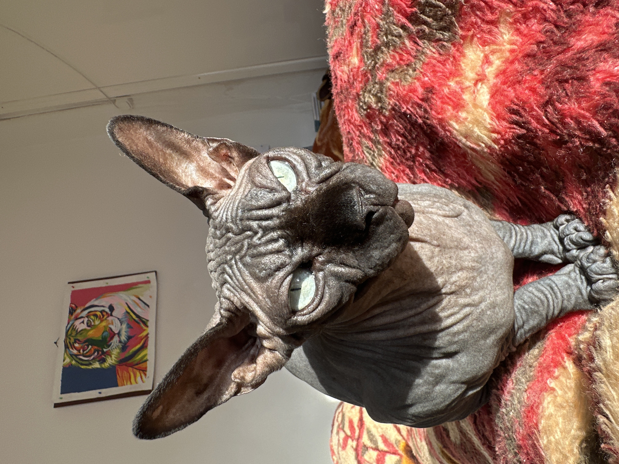 A close-up, high-angle shot depicts a sphynx cat lying on a red and beige striped rug indoors. The cat's wrinkled skin is gray-black, with prominent ears and light-colored eyes. A framed picture of a tiger is visible on the wall in the background. The setting appears to be an interior space, possibly a home. There is no indication this image was taken in Budva, Montenegro.