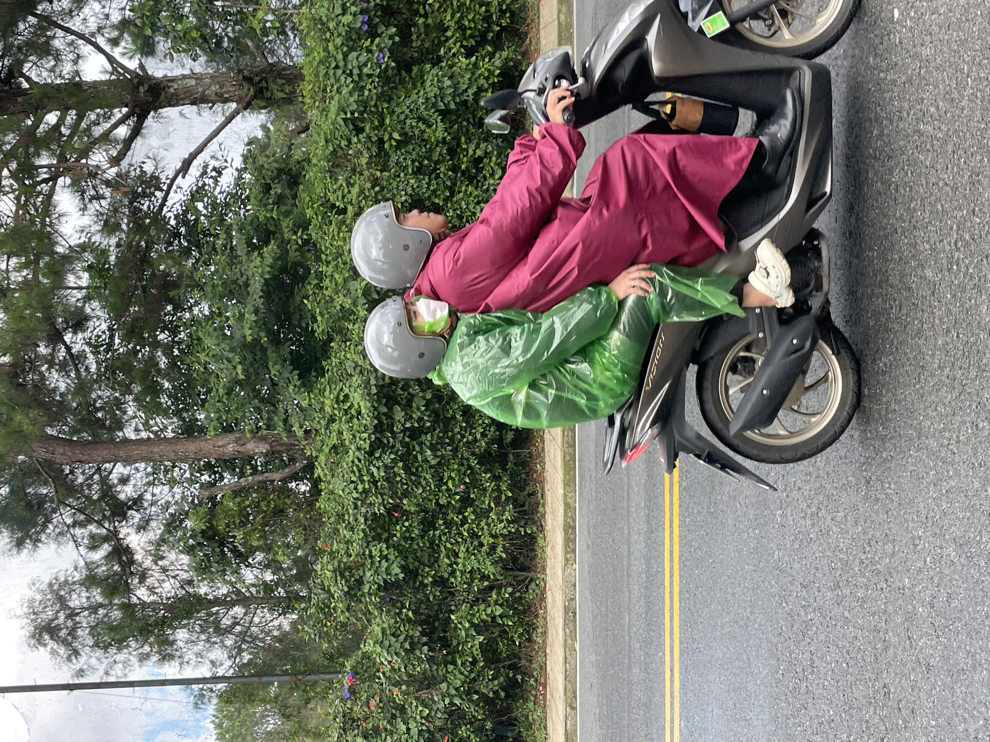 Two individuals, a driver and a passenger, ride on a dark-colored scooter on a paved road in Da Lat, Vietnam. The driver, in a burgundy raincoat and black shoes, operates the scooter. The passenger, wearing a green raincoat and white shoes, is seated behind the driver. Both individuals wear gray helmets. The passenger also wears a white face mask. The road has a double yellow line marking. Behind the road is a sidewalk, and beyond that, a dense green hedge with some small flowers. Tall trees with pine needles and other foliage form the background. The sky is overcast. The scene appears to be during the daytime, possibly in rainy weather, indicated by the raincoats and the wet appearance of the road.