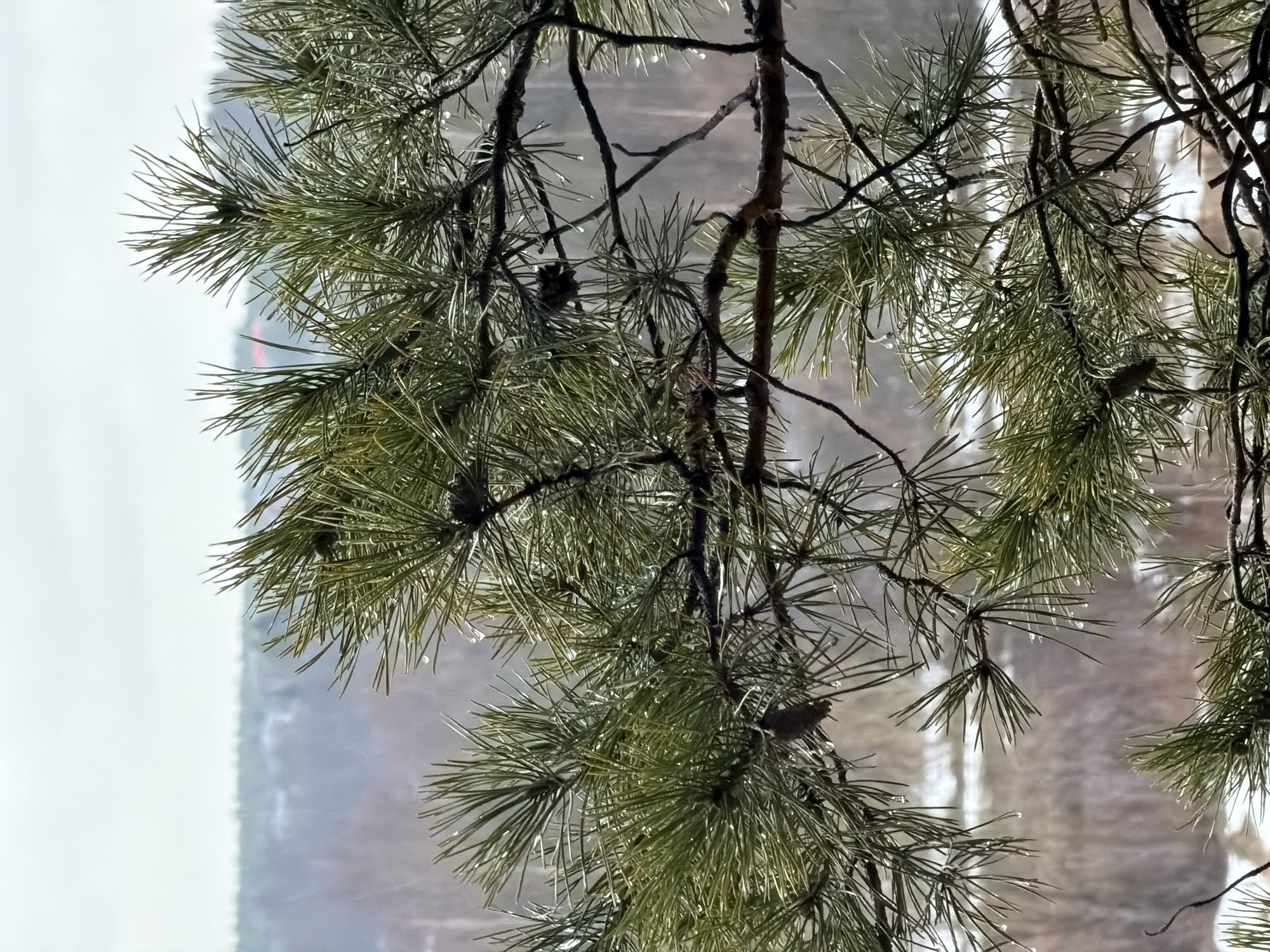The image features a close-up of pine branches covered with water droplets. The branches are arranged in the foreground, obscuring a blurred background. Several small pine cones are visible among the needles. The backdrop appears to show a building or structure partially concealed by fog or rain. The image is taken in Izhevsk, Russia. The environment suggests a cold, wet day.