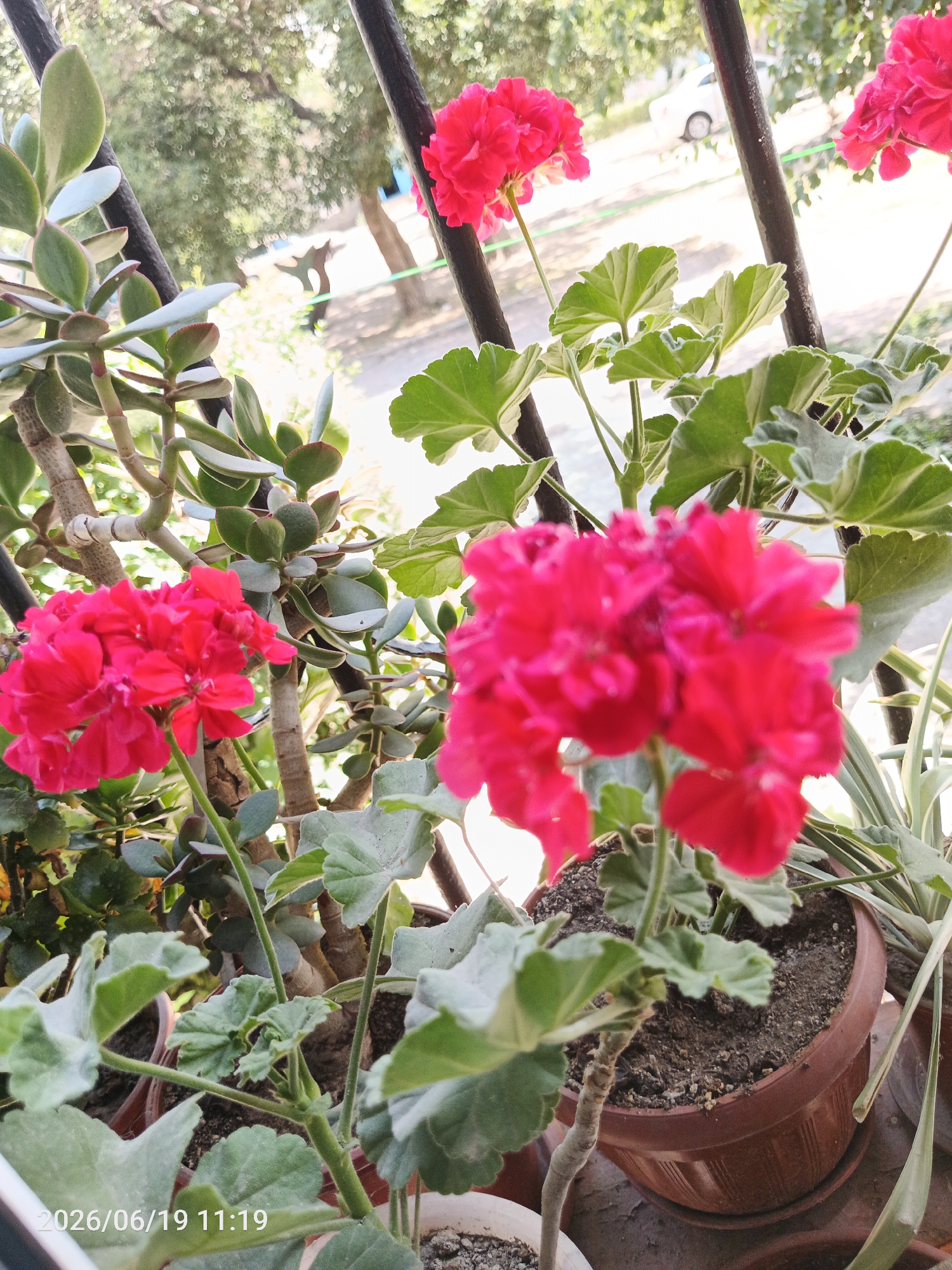 A medium shot captures a group of potted plants on a balcony, with a blurred background suggesting an outdoor urban setting. In the foreground, two clusters of bright pink flowers dominate the scene. To the left, a succulent plant with thick, fleshy green leaves is visible. The pots appear to be made of terracotta and plastic. The overall lighting suggests it is daytime. The timestamp "2026/06/19 11:19" is visible in the bottom left corner.