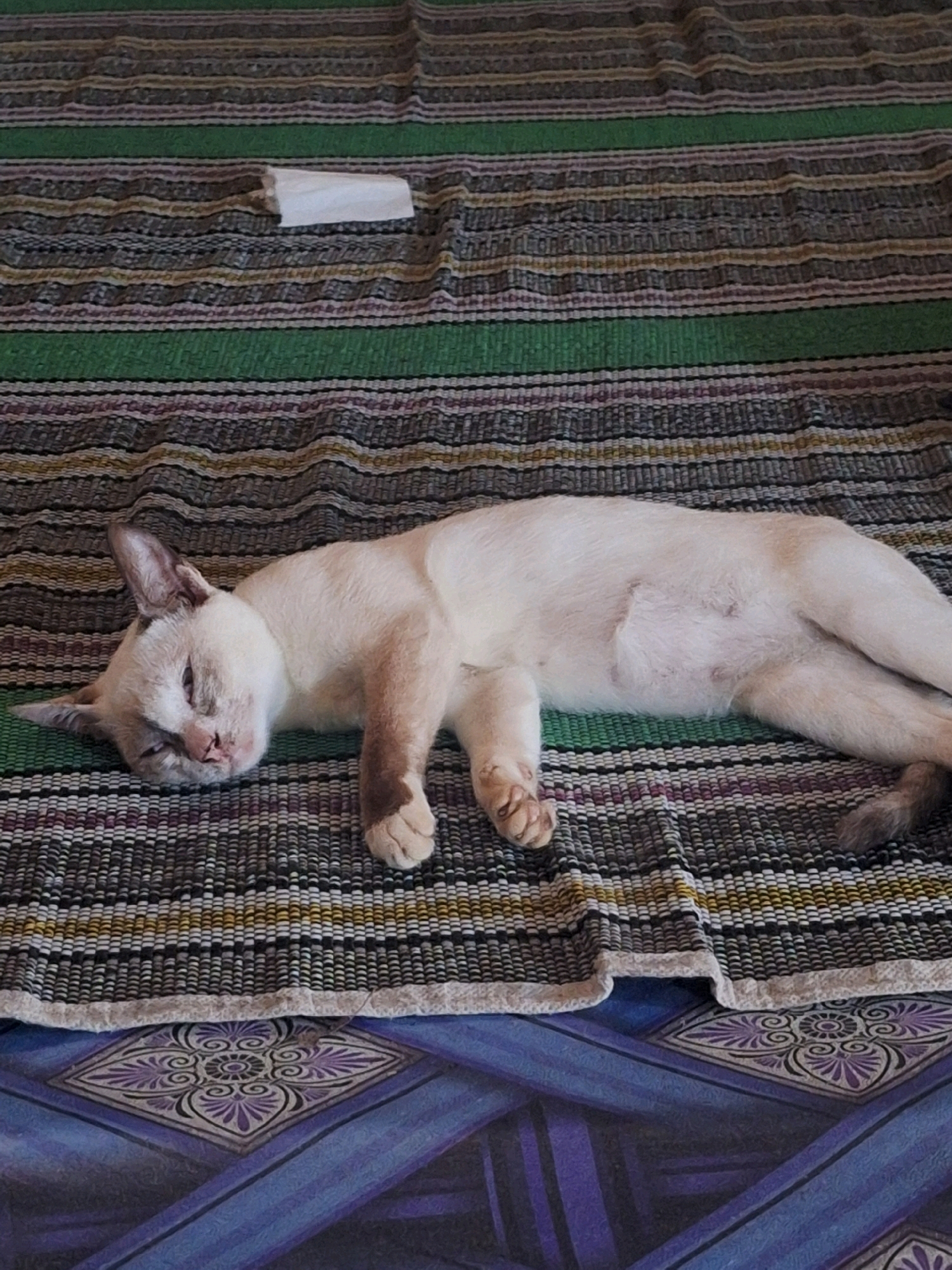 A light-colored cat with brown markings on its legs and tail lies on a striped mat in Air Tawar, Indonesia. The cat is sleeping with its eyes closed, its head resting on its paws. The mat is made of woven material with horizontal stripes of green, white, black, yellow, and purple. In the background, a portion of a blue floor with a patterned design is visible.