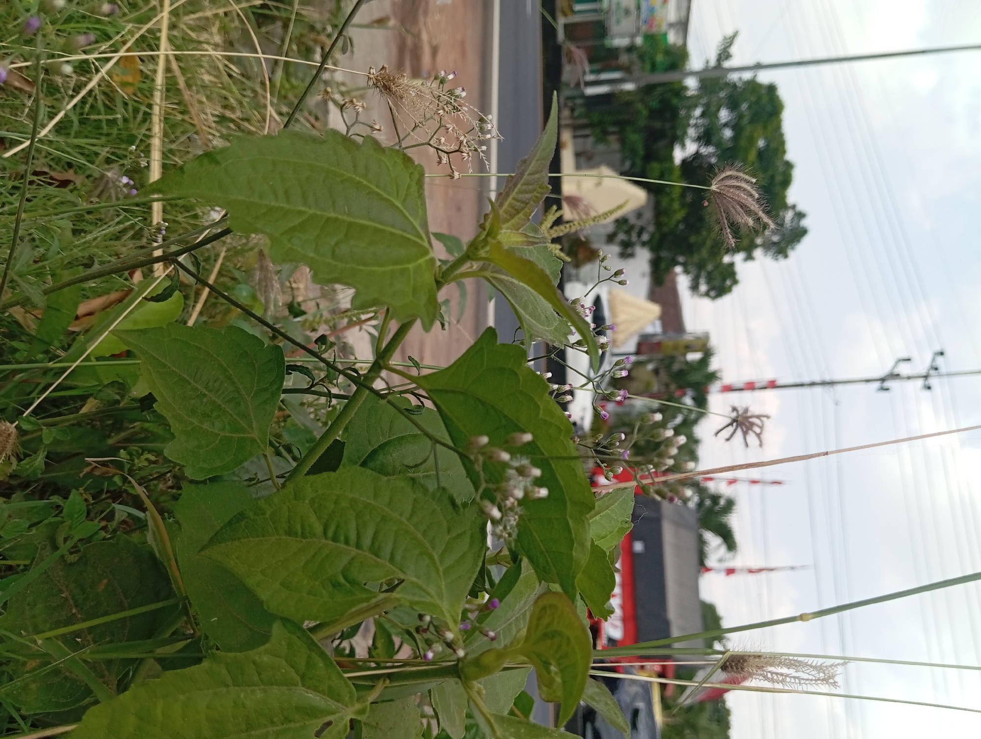 The image depicts a roadside scene in Lemahbang, Indonesia, with a focus on vegetation in the foreground. Several green leafy plants and tall grasses dominate the frame, with some dry seed heads of grass visible. In the background, a paved road is visible, with a red and black truck and a white vehicle on it. Beyond the road, there are trees, utility poles, and some buildings. The sky is overcast. The focus is on the natural elements, with the urban environment serving as a backdrop.