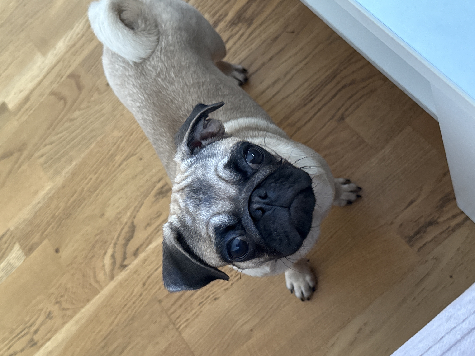 A pug dog is standing on a wooden floor. The dog is fawn colored with a black mask and black ears. The dog's tail is curled over its back. The floor is made of light-colored wood planks with a visible grain pattern. In the lower right corner of the image, there is a white border and a hint of a light blue surface.