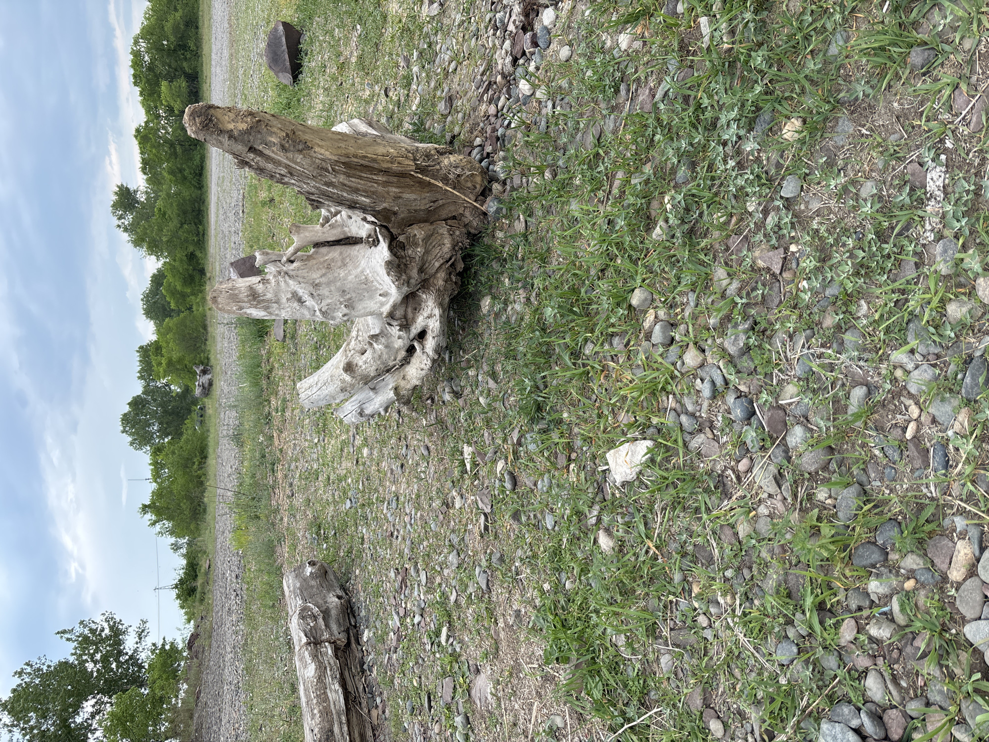 The image depicts a natural outdoor scene on a cloudy day. The foreground is dominated by a large, gnarled driftwood stump, weathered and grey, with intricate textures and hollows. To the left, a long, fallen log lies on the ground. The ground itself is a mixture of small, varied-colored pebbles and sparse green grass. In the background, a line of trees forms a natural border under a grey, overcast sky. The landscape appears somewhat barren, with the presence of rocks and limited vegetation. There are no people or animals visible in the frame.