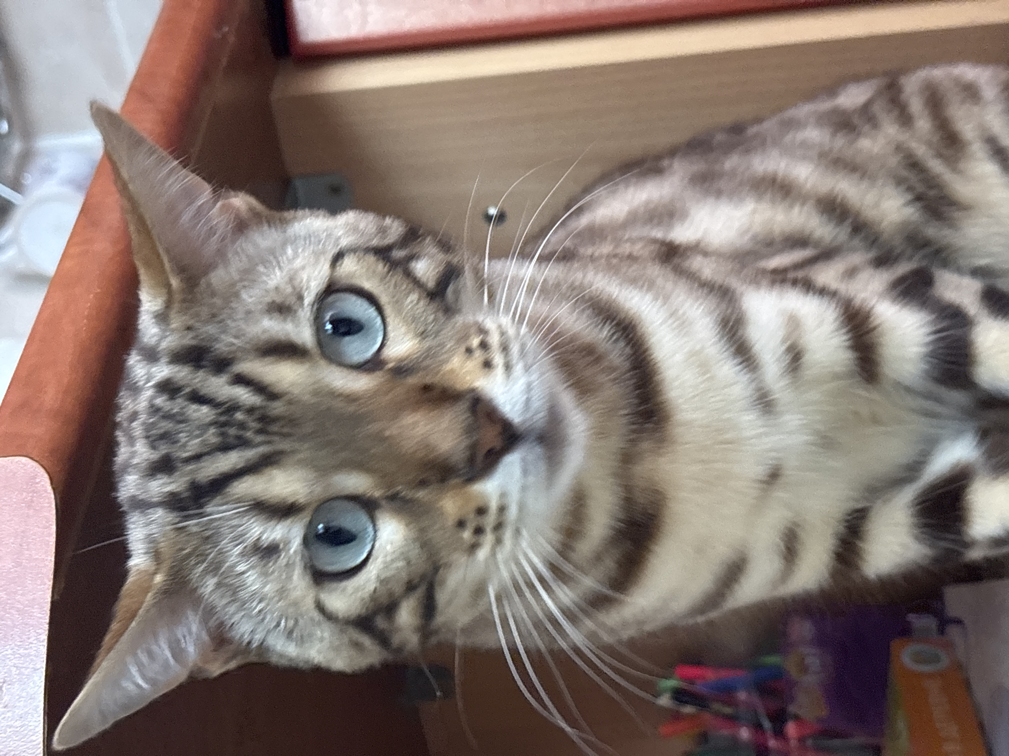This is a close-up, eye-level shot of a Bengal cat's face. The cat has striking blue eyes and distinct markings on its fur, typical of the breed, with a pattern of dark spots and stripes against a lighter background. Its ears are pointed upwards, and its whiskers are prominent. The cat is looking directly at the camera.
The background is blurred, but it appears to be an indoor setting. The cat is situated near a wooden surface, possibly a shelf or desk, with a reddish-brown hue. To the left of the cat, there is a collection of colorful objects, likely pens or markers, in a holder. The overall lighting suggests an ambient indoor environment.
There is no indication of the cat's specific location within the city of Noviy, Russia.