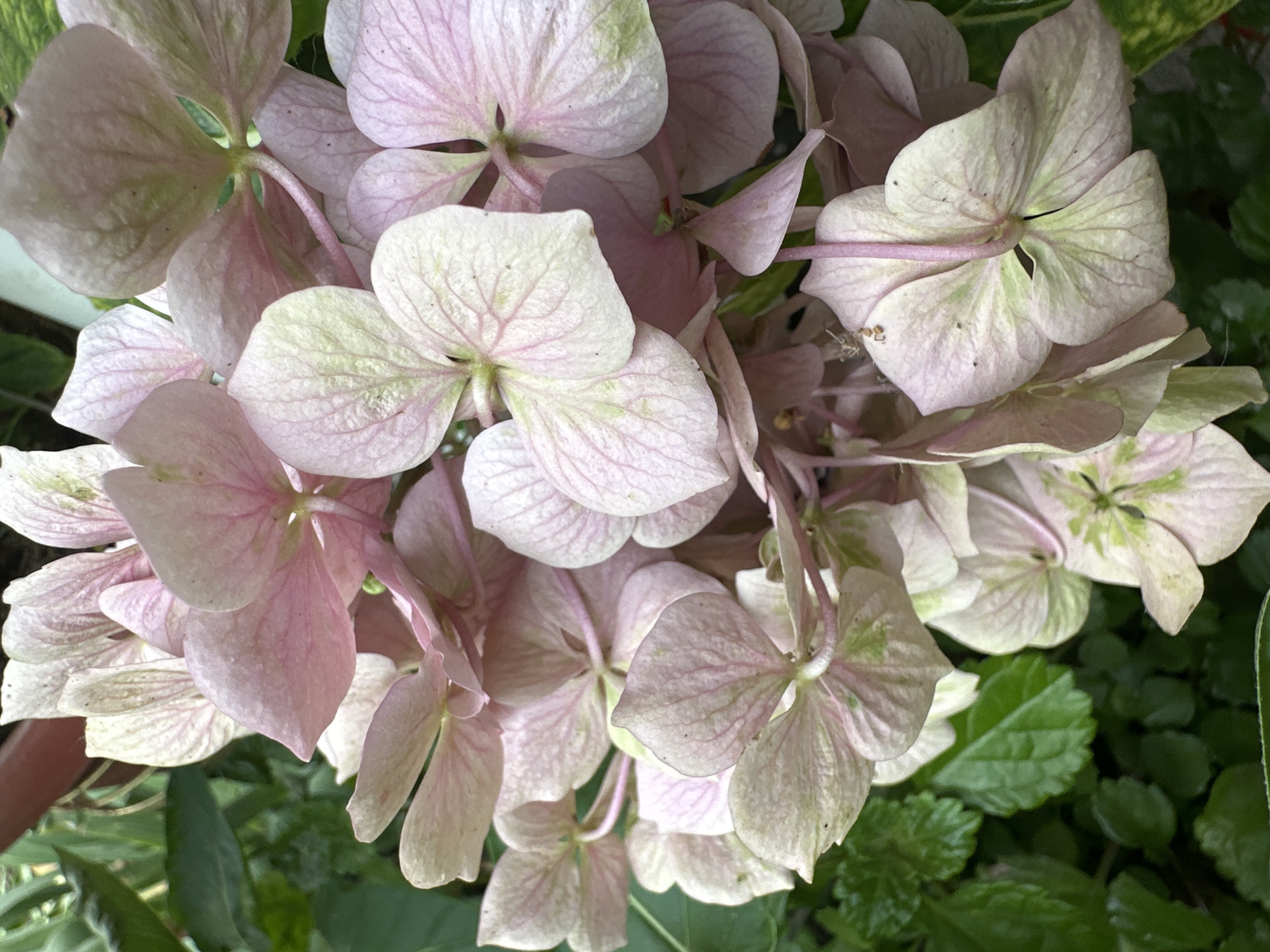 A close-up, detailed view of a cluster of light pink and pale green hydrangea flowers, with visible veins on the petals and some small dark speckles. The flowers are layered and overlapping, with some petals appearing slightly curled or faded. In the background, lush green foliage is visible, suggesting an outdoor garden setting. There is no information in the image to determine the location in Yessentuki, Russia. No people, actions, or interactions are depicted.