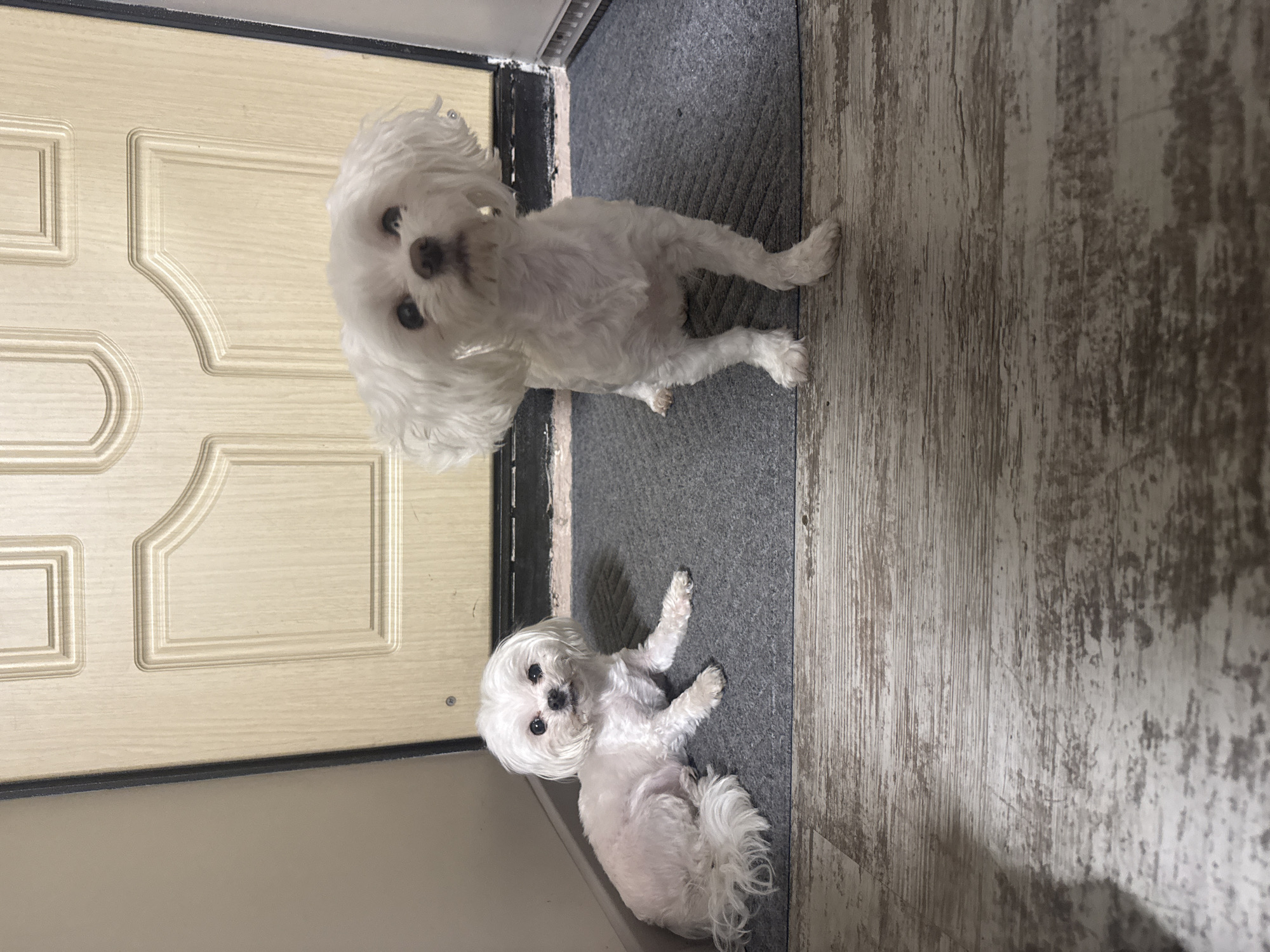 Two white Maltese dogs are shown in this image. The dog on the left is lying down on a grey mat in front of a closed wooden door. The dog on the right is standing on the same grey mat, facing the camera with its head tilted slightly upwards. The floor is made of distressed wood planks. There is no indication of the city of Krasnoyarsk, Russia, or any other specific geographical location within the image. The image is a still photograph taken indoors, likely at the entrance of a home.