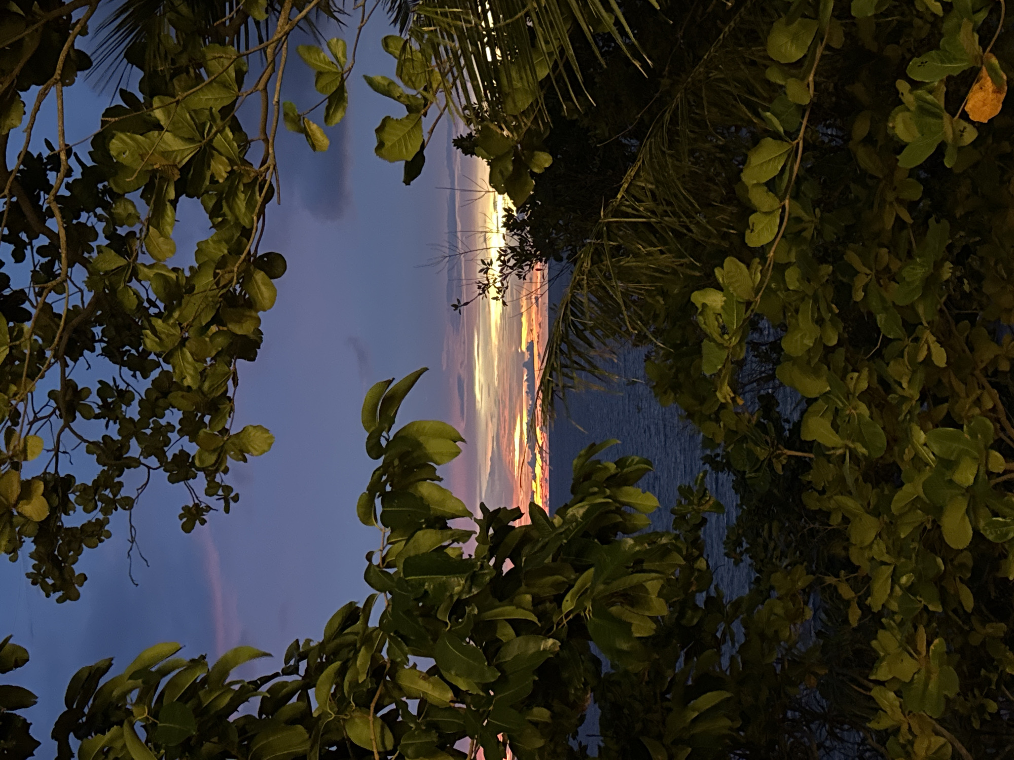 This is a photograph of a sunset viewed through lush green foliage. The image is framed by branches and leaves, with the vibrant colors of the sunset stretching across the horizon in the background. The sky transitions from deep blue to shades of purple, pink, and orange where the sun is setting, casting a warm glow. The water is visible beneath the colorful sky, appearing calm and dark. The foliage in the foreground is predominantly green, with some leaves appearing darker due to the low light conditions. A single brown leaf is visible on the right side of the frame, adding a touch of autumnal color. The overall impression is one of a tranquil tropical evening. The time of day is clearly sunset, and the weather appears clear, allowing for a vibrant display of colors in the sky. The presence of palm-like fronds and abundant green leaves suggests a tropical location like Karon, Thailand. There is no visible text in the image.