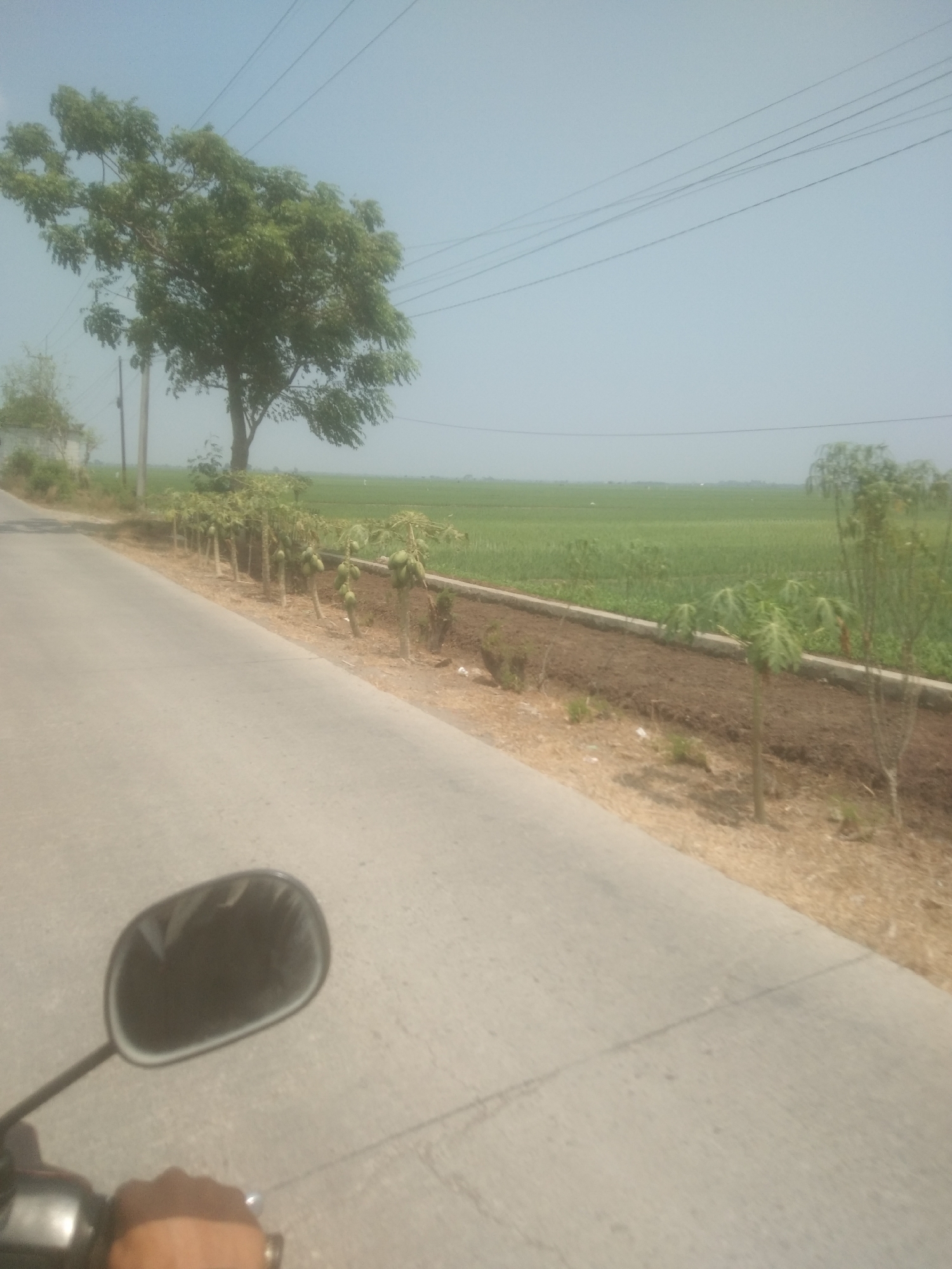 The image depicts a scene from Desa Cilandak, Indonesia. A paved road runs diagonally from the lower left to the upper right of the frame. To the right of the road, a cultivated field of green crops stretches into the distance under a hazy sky. In the foreground, a motorcycle's handlebar and mirror are visible, suggesting the photo was taken from the perspective of a rider. Along the edge of the road, a line of young trees, possibly papaya trees laden with fruit, are planted. A larger tree stands further back, near a utility pole. The overall impression is a rural landscape, likely during daylight hours.