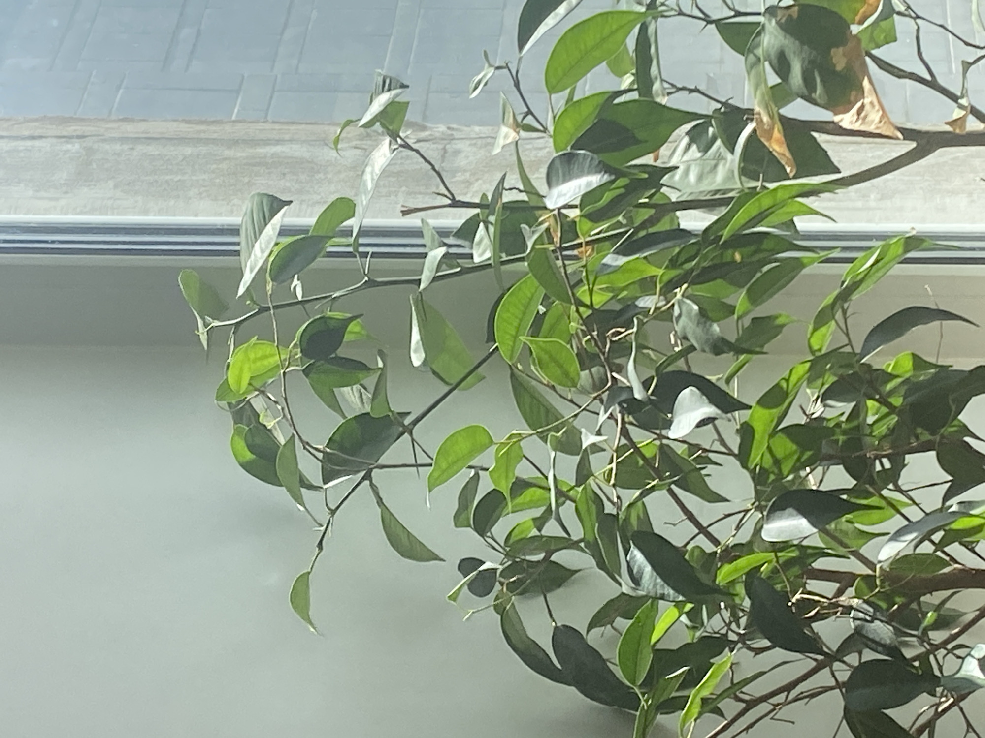 A potted plant with green leaves is positioned in front of a window. The plant has thin branches and some yellowed leaves. Through the window, a building with a textured, tiled facade is visible, suggesting an urban setting. The light suggests it is daytime.