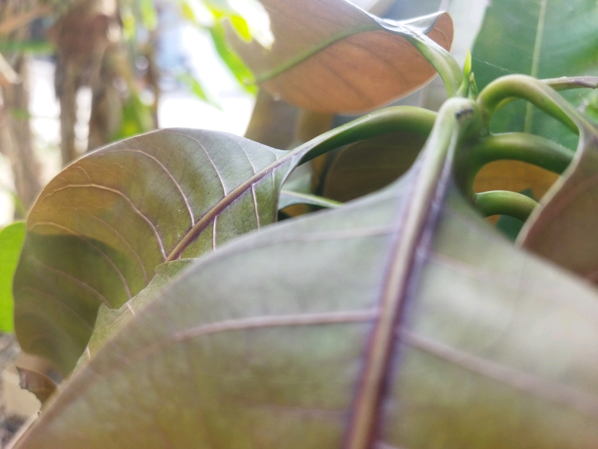 The image is a close-up, shallow depth-of-field photograph of young, green leaves and stems. The leaves are a mix of green and reddish-brown hues, with prominent veins visible. The stems are a vibrant green and are curved, suggesting new growth. The background is blurred, showing indistinct shapes of trees or foliage, possibly in an outdoor setting in Kesugihan, Indonesia. The lighting suggests it is daytime, with some sunlight filtering through the leaves, creating highlights. There are no people or animals present in the image. The overall impression is one of natural beauty and the fresh vibrancy of plant life.