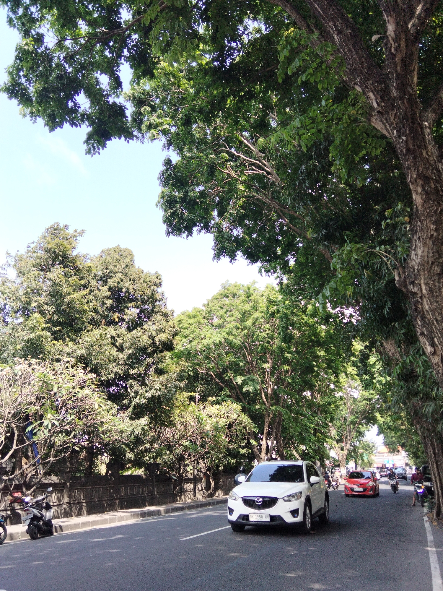 The image depicts a street scene in Denpasar, Indonesia, characterized by a dense canopy of lush green trees lining both sides of the road, creating a shaded, tunnel-like effect. The asphalt road itself is in good condition and appears to be a major thoroughfare, as evidenced by the presence of several vehicles.
In the foreground, a white SUV, identified by its license plate "DK 1950 WV," is prominently positioned on the right side of the road, traveling towards the viewer. The vehicle appears to be a Mazda CX-5. Behind it, a bright red sedan is also visible, moving in the same direction. Further down the road, other vehicles, including motorcycles, are present, suggesting a moderate level of traffic.
On the left side of the road, parked along the curb, are two motorcycles, one white and black and another partially visible blue motorcycle. A dark-colored wall, possibly a boundary for a property, runs along the sidewalk, adorned with a decorative pattern. The architecture of the wall suggests it may be of traditional Balinese design.
The sky is a clear, pale blue, with the bright sunlight casting shadows of the trees onto the road and sidewalk. The overall impression is that of a tropical city street, vibrant with greenery and activity, likely captured during daylight hours. The dense foliage indicates a well-established urban environment where nature has been integrated into the city's infrastructure.