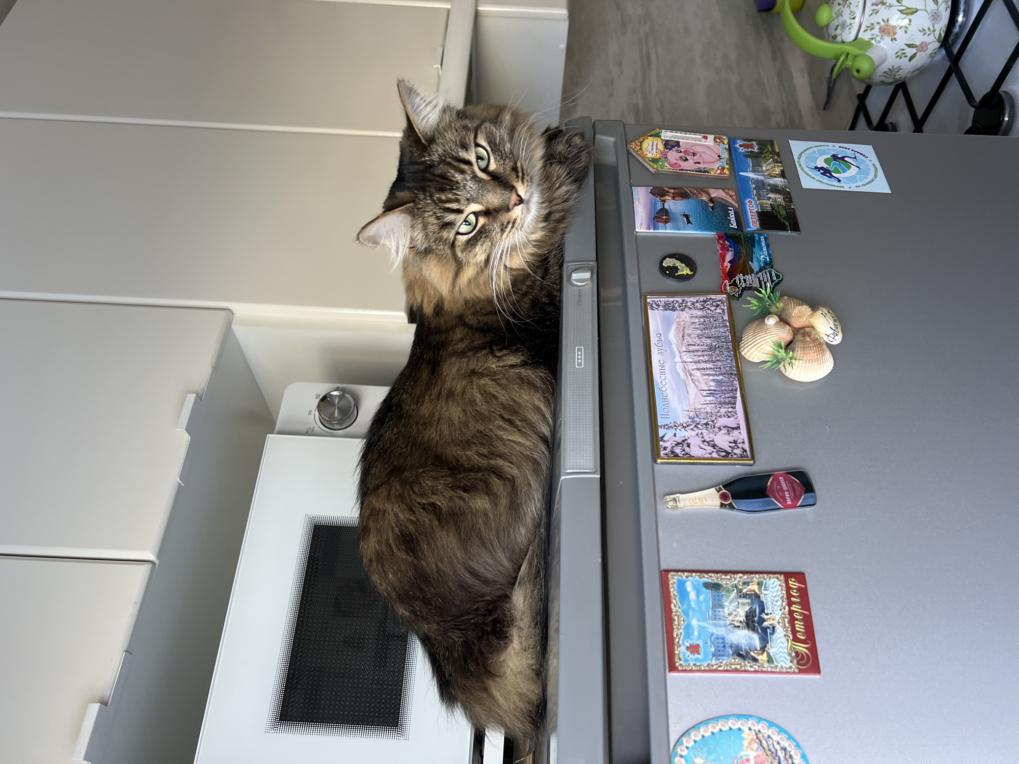 A medium-shot image shows a brown tabby cat standing between a microwave and a gray refrigerator. The cat faces forward, its head tilted to the right. The refrigerator is covered with magnets depicting various locations and objects. The scene appears to be indoors, likely in a kitchen. It is not possible to determine if the location is Chaikovsky, Russia from the image.