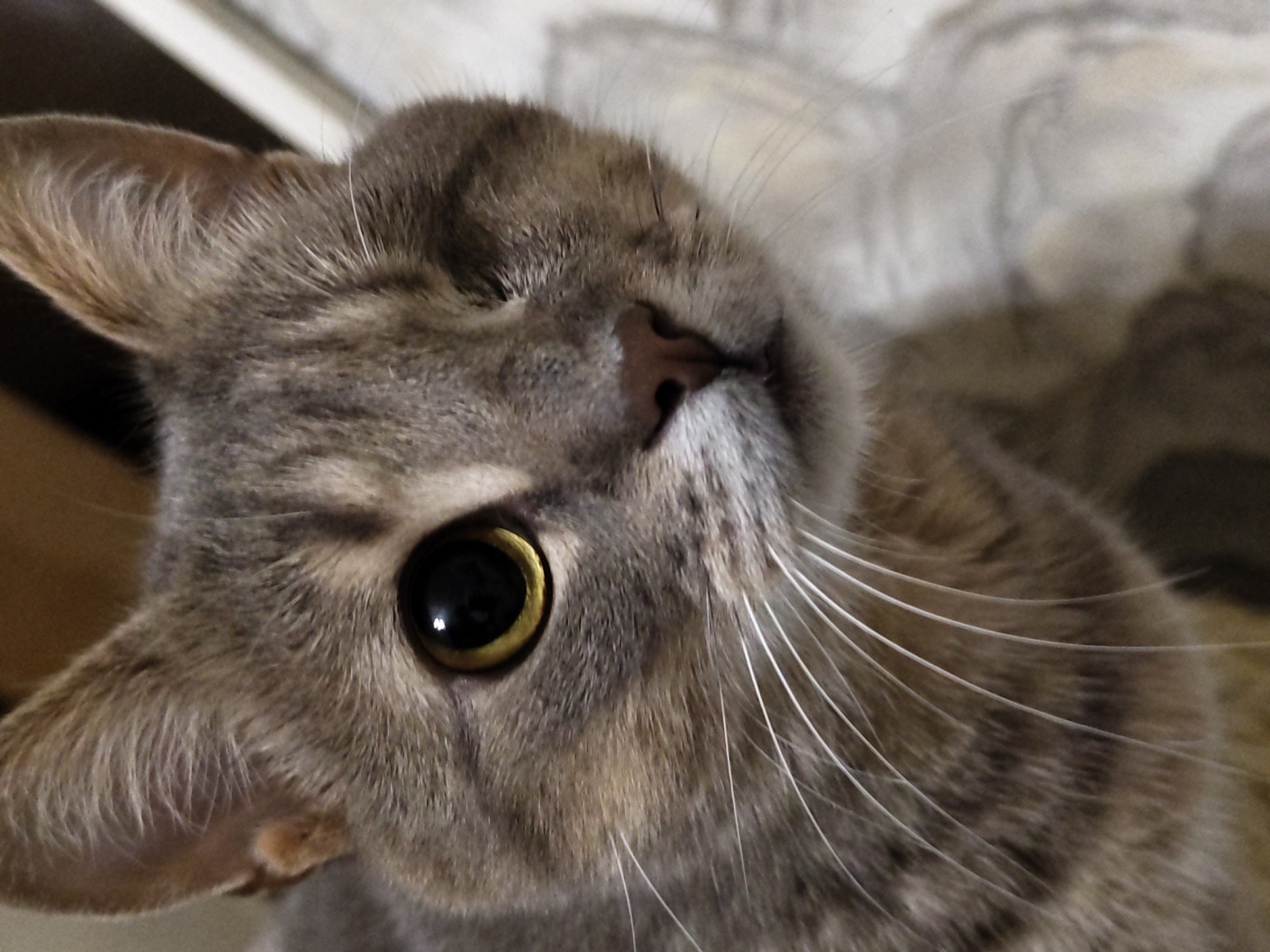 A close-up, eye-level shot of a grey tabby cat's face shows the feline from the nose up, with its left eye open and its right eye closed or absent. The cat's fur is striped with darker grey and lighter tan. Its ears are pointed upwards, and its whiskers are long and white. The background is blurred and appears to be an indoor setting, with hints of a patterned fabric. The cat is looking slightly to the right of the camera. The image is well-lit, and the details of the cat's fur and facial features are sharp. There are no humans or other animals present in the frame. The location of this scene is unknown.