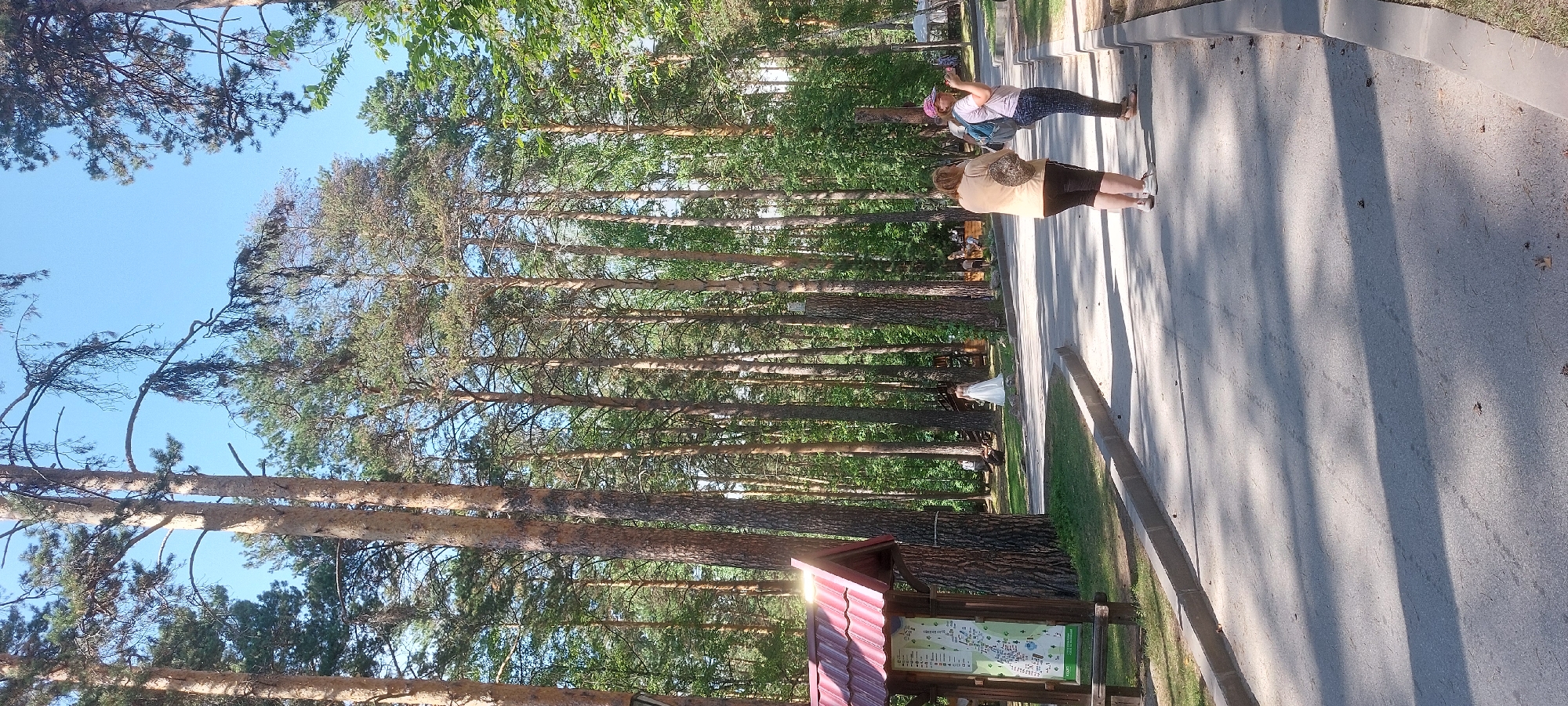 The image depicts a park scene in the city of Berdsk, Russia, with a paved pathway winding through a dense pine forest. The pathway is bordered by grass and a concrete curb. In the foreground, two women are standing on the pathway, facing away from the camera. One woman, wearing a light-colored top and dark pants, has a patterned bag slung over her shoulder. The other woman, wearing a pink hat and a light-colored shirt with dark pants, is holding a phone to her ear and appears to be taking a picture. Further down the path, a person in a white wedding dress is visible, standing in a clearing. To the left, a wooden information kiosk with a red roof displays a map. The trees are tall and slender with dense green foliage, and the sky is clear blue. The overall atmosphere suggests a sunny day in a recreational area.
