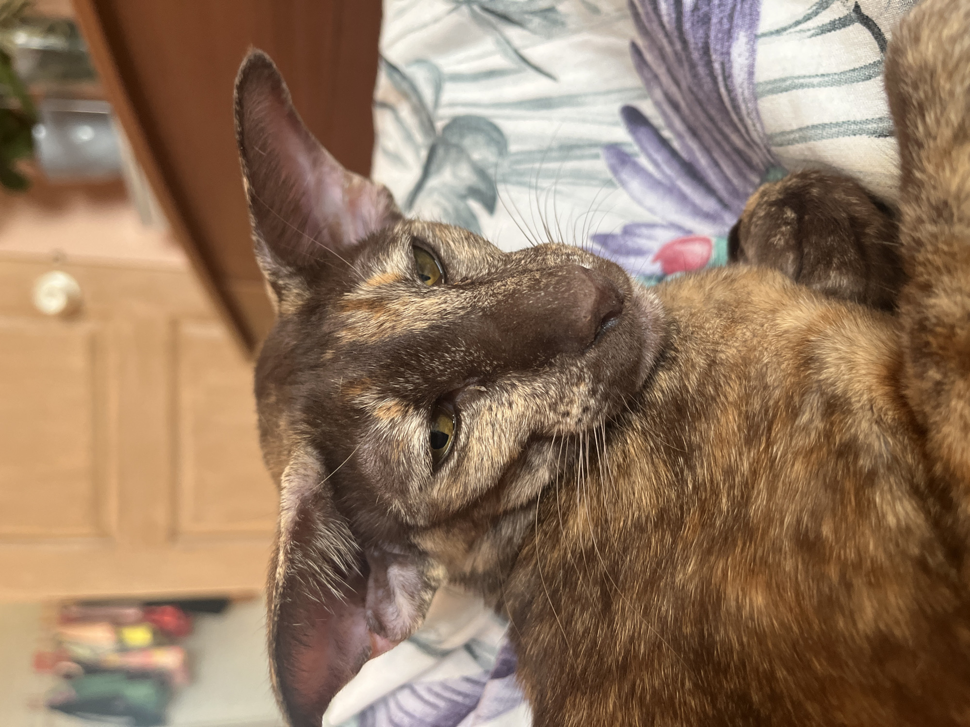 A tortoiseshell Oriental Shorthair cat lies on a floral patterned surface. The cat is looking slightly upwards with its head tilted. Its coat is a mix of brown and tan, with darker markings on its face. One ear is prominently visible, and the cat has light green eyes. The background includes a wooden cabinet and a hint of a plant. The image doesn't reveal any information about the city of Chaikovsky, Russia.