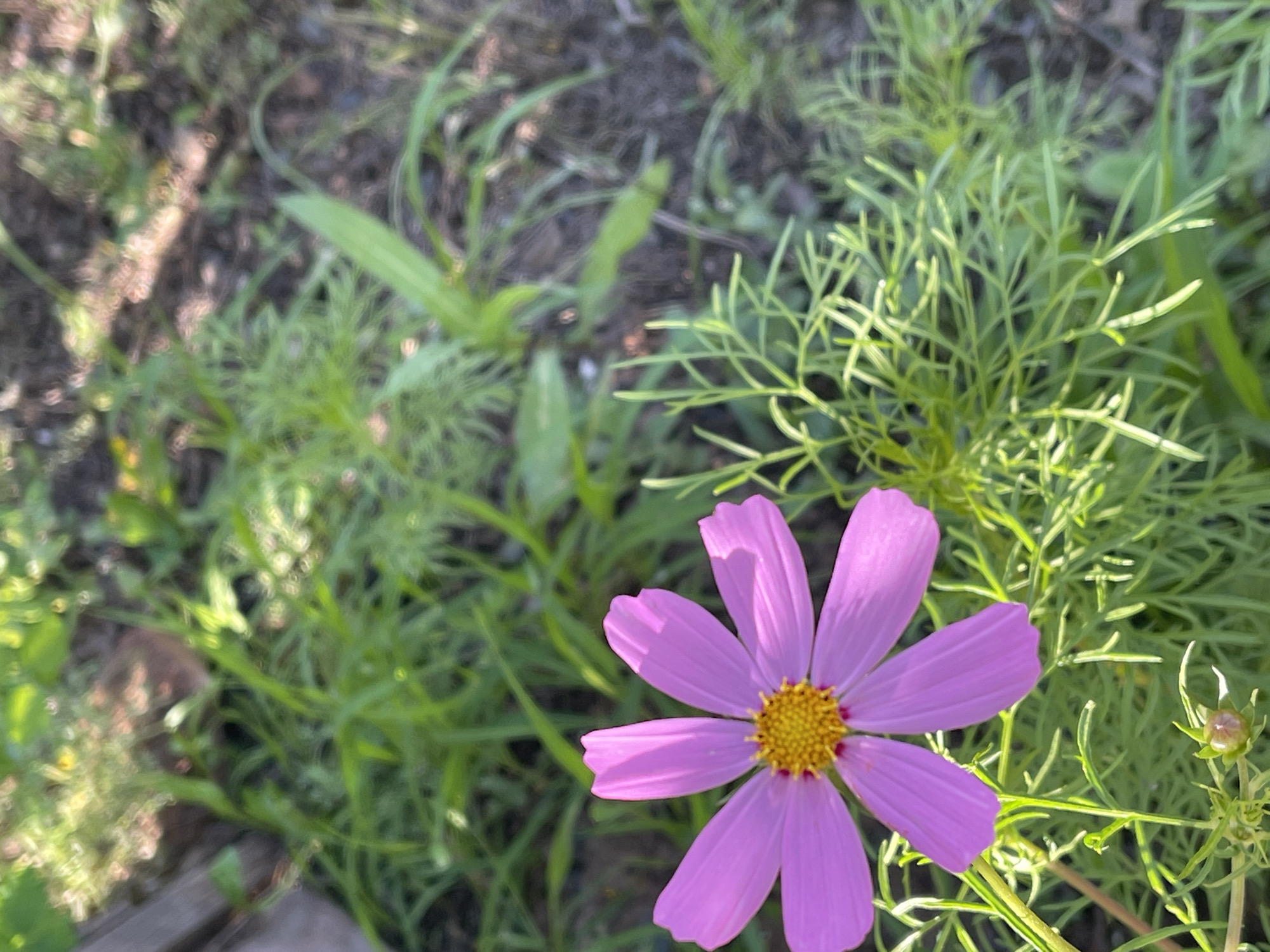 The image shows a close-up of a single, vibrant pink cosmos flower with a yellow center. The flower has seven petals and is positioned in the right half of the frame. Surrounding the flower is a bed of feathery green foliage, also characteristic of cosmos plants. To the left of the flower, the background is a blur of green grass and dark soil, with hints of sunlight dappling the ground. The lighting suggests it is daytime, likely late afternoon due to the warm tones and shadows. The overall mood is serene and natural, highlighting the beauty of the flower. No people, text, or specific events are depicted. The location context is Orenburg, Russia.