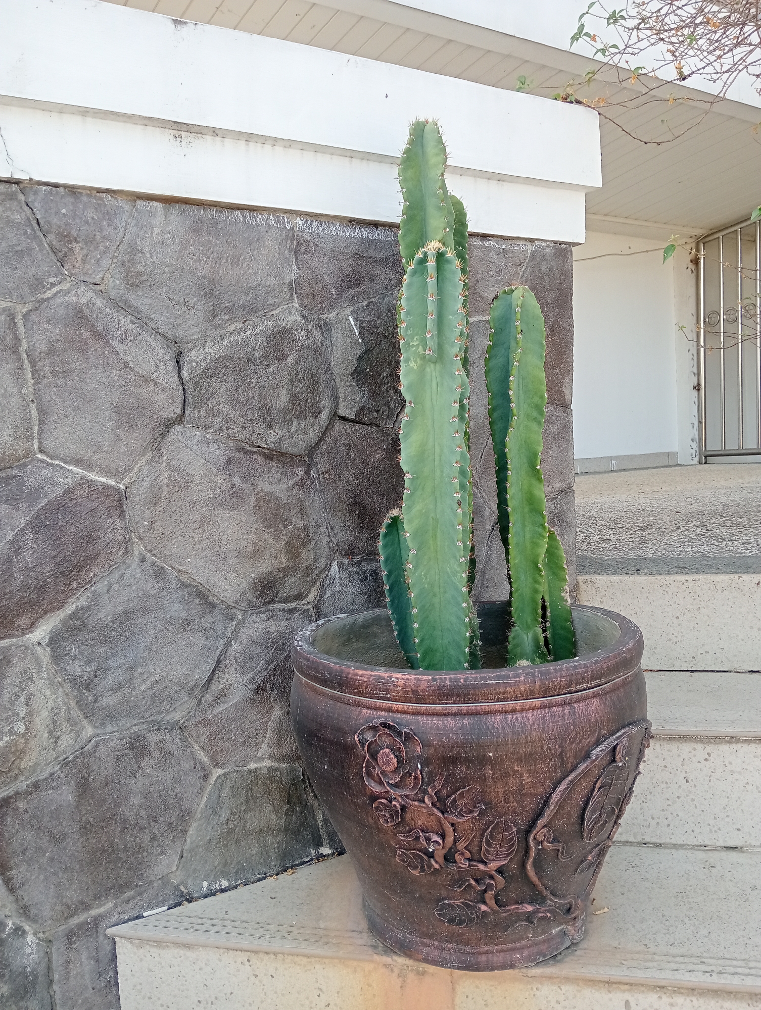 This is a medium-angle, eye-level shot of a potted cactus situated on a concrete staircase in front of a stone wall. The cactus, a tall, columnar variety with multiple stems, is in a large, decorative, dark brown pot. The pot is embellished with raised floral and leaf motifs. The stone wall behind the cactus is composed of irregularly shaped, dark gray stones with light gray grout lines. Above the stone wall is a white-painted overhang. To the right of the cactus, a set of light-colored concrete stairs leads upwards, with a white building visible in the background. The scene appears to be an exterior residential or public space in Pringsewu, Indonesia.