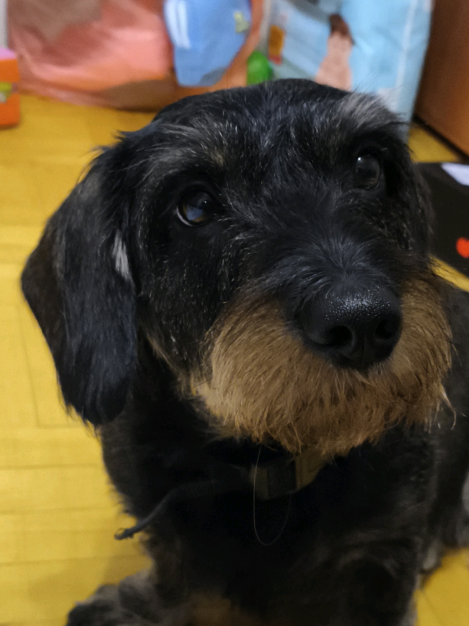 A close-up, head-on shot shows a black and tan wirehaired dachshund looking directly at the camera. The dog's fur is coarse and wiry, with a tan muzzle and beard. Its eyes are dark and expressive, and its nose is black and wet. The dog is wearing a black collar with a metallic clasp. The background is blurred, but appears to be an indoor setting with a yellow floor and some indistinct objects, possibly toys and bags, in the background. The overall impression is of a friendly and alert dog.