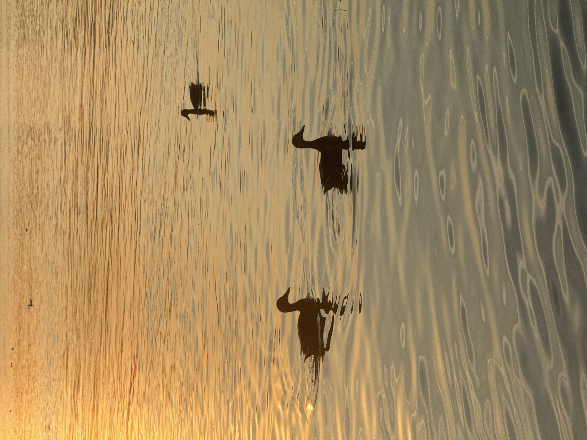 The image depicts a serene scene of ducks swimming on a body of water, likely during sunset or sunrise, given the warm, golden light reflecting on the ripples. There are three ducks clearly visible in silhouette, spread out across the frame. One duck is in the foreground on the left, another in the middle ground on the right, and a third further in the distance on the right. The water is calm with gentle waves, and the overall impression is one of peacefulness and natural beauty. The location in Irkutsk, Russia, suggests this could be a pond, lake, or river within the city's limits, potentially a park or natural reserve area. The absence of human presence contributes to the tranquil ambiance.
