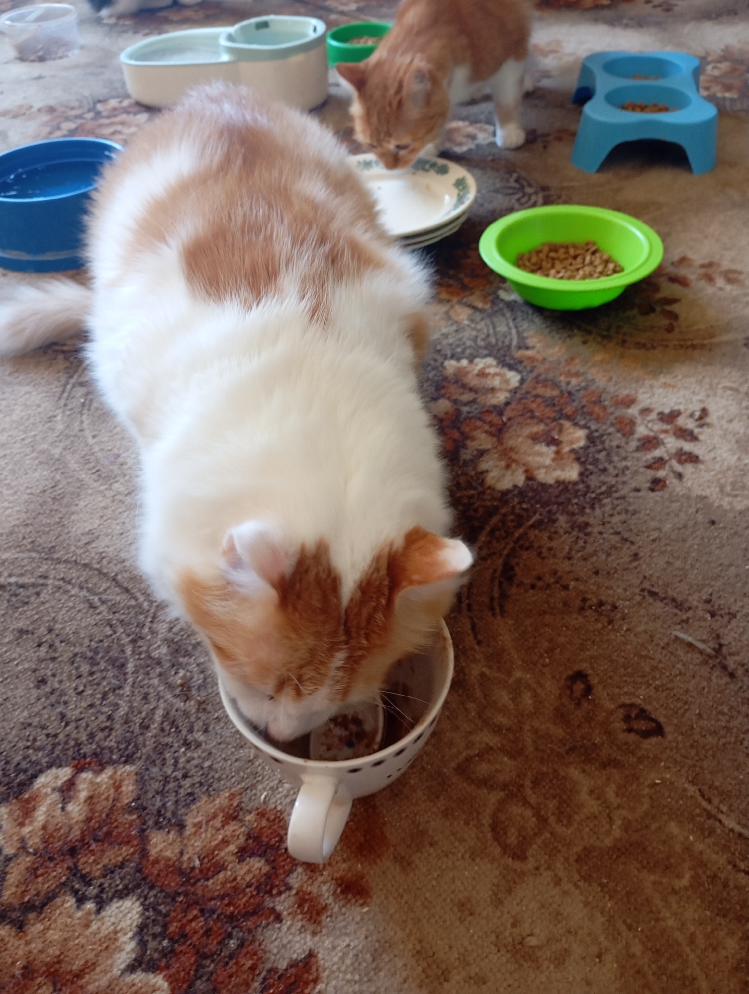 A ginger and white cat is eating from a white and black polka dot mug on a patterned rug. In the background, another ginger cat is standing near a blue double pet bowl filled with kibble. To the left of the foreground cat is a blue bowl with water, and behind it is a white and green water dispenser. Further in the background, a green bowl is filled with kibble. The scene is indoors, likely in a home environment. The rug has a floral pattern in shades of brown and cream. There is no indication of the location being in Kharkiv, Ukraine.