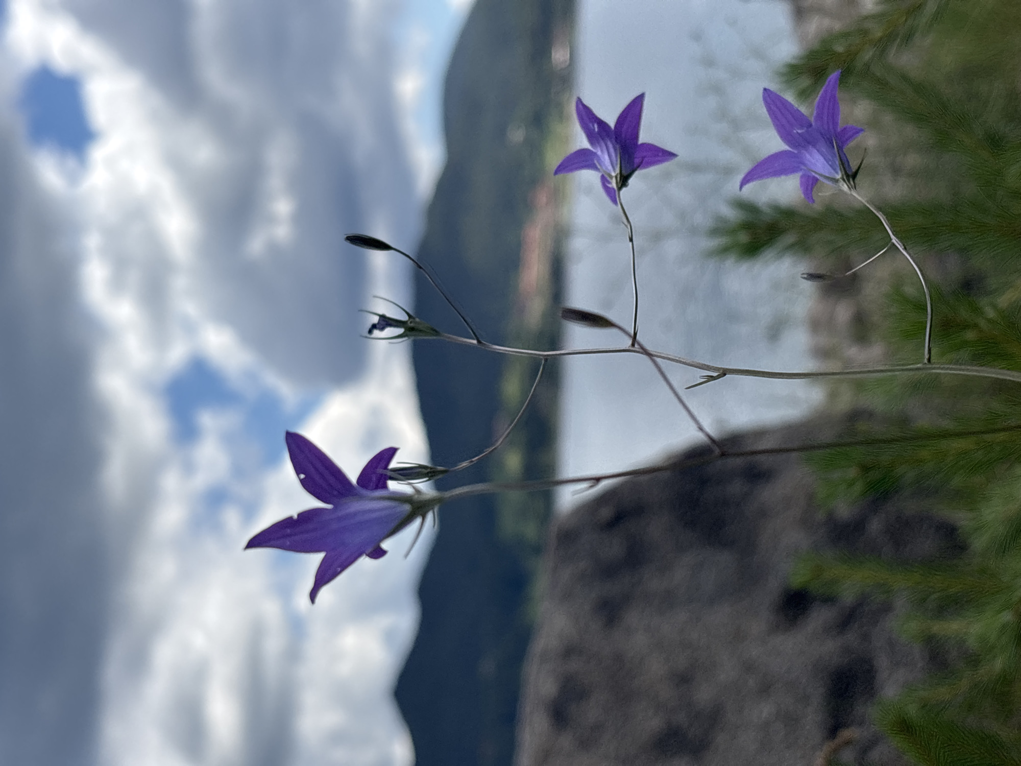 A low-angle, full shot captures three purple bell-shaped flowers in the foreground, with a hazy mountain landscape and a body of water in the background under a cloudy sky. The flowers are delicate, with thin stems and pointed petals, and appear to be growing near pine needles and a large grey rock. The main flower, slightly to the left and upper center, is in focus with its petals spread open. Two smaller flowers, one slightly above and to the right of the main flower, and another to the lower right, are also visible, with one of the smaller flowers facing away from the viewer. The water in the background is calm and reflects the muted light from the sky. The mountains are covered in dark green foliage, and a faint line of buildings is visible on the shore in the distance. The sky is a mixture of grey clouds and patches of blue, suggesting an overcast or partly cloudy day.
