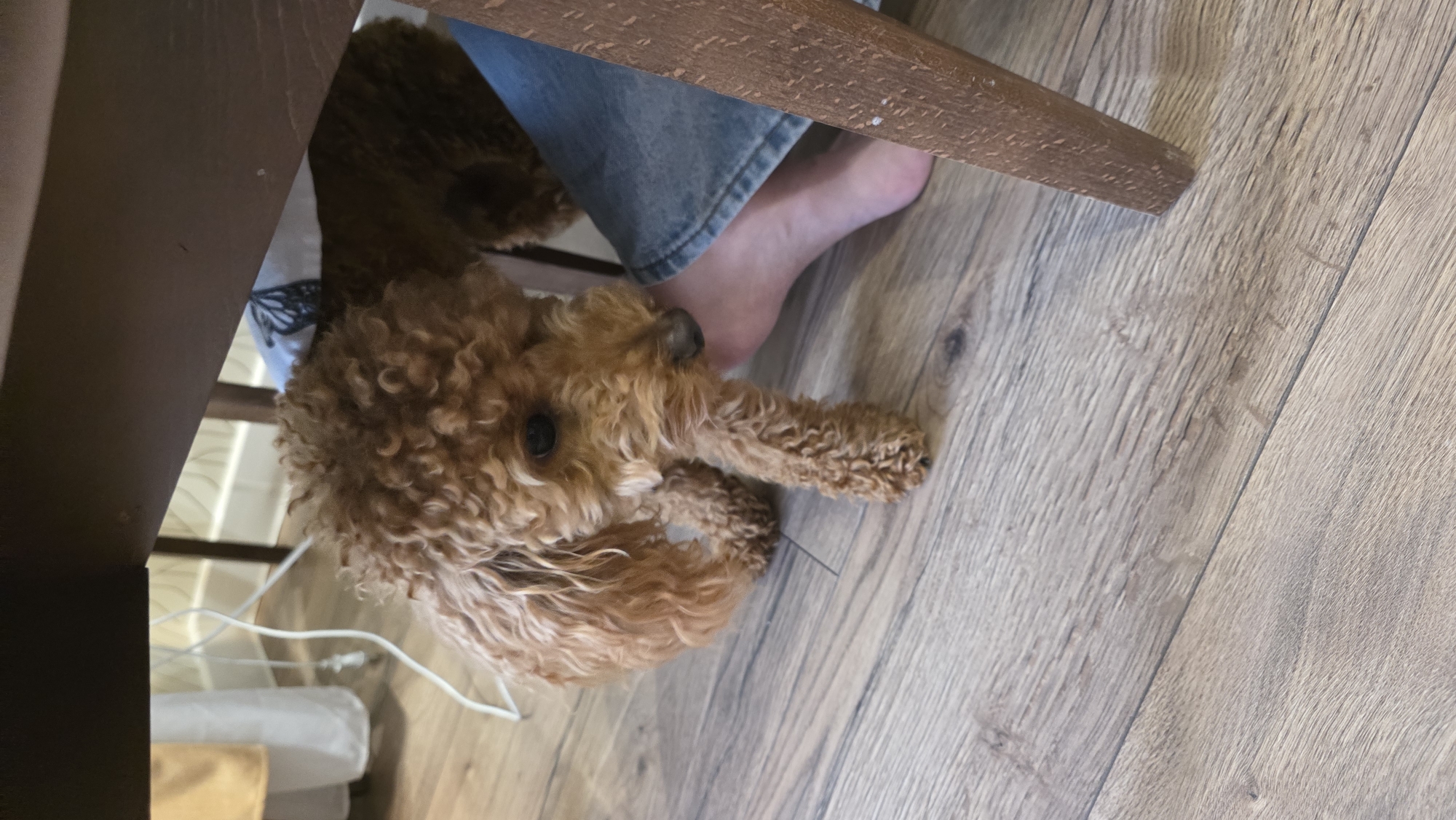 A brown poodle lies on a wooden floor next to a person's feet, which are clad in blue jeans. The dog is curled up, with its head resting on its paws and its tail tucked around its body. The poodle has curly fur and dark eyes. The scene is indoors, with the lighting suggesting it is daytime. A wooden table leg is visible in the foreground, casting a shadow on the floor. In the background, a white wire is draped over a light-colored cushion. The overall impression is one of a relaxed and cozy domestic setting.
