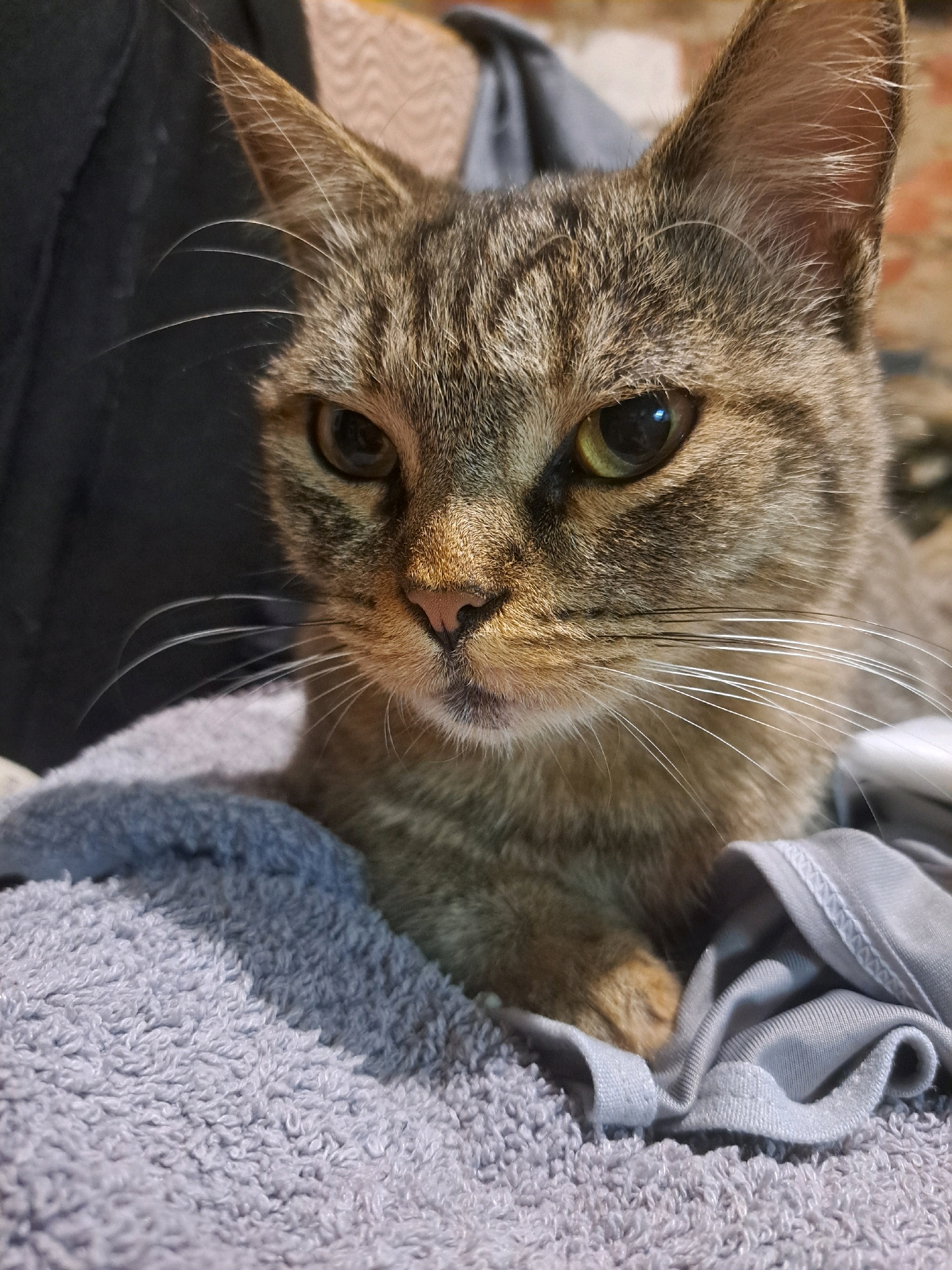 This is a close-up, eye-level, portrait photograph of a tabby cat lying on a textured, light grey towel. The cat is mostly facing forward, with its head slightly tilted to the left. Its fur is a mix of brown, black, and tan stripes. The cat's left ear is visible, and its eyes are a light green with dark pupils. Its nose is pink, and it has prominent white whiskers. The cat's paws are tucked beneath its chin, resting on the towel. The background is dark and out of focus, with hints of fabric textures and possibly a brick pattern. The lighting is soft, creating a gentle illumination of the cat's face. The image is cropped to focus on the cat's head and upper body. There is no indication of the location in the city of Vypasne, Ukraine.