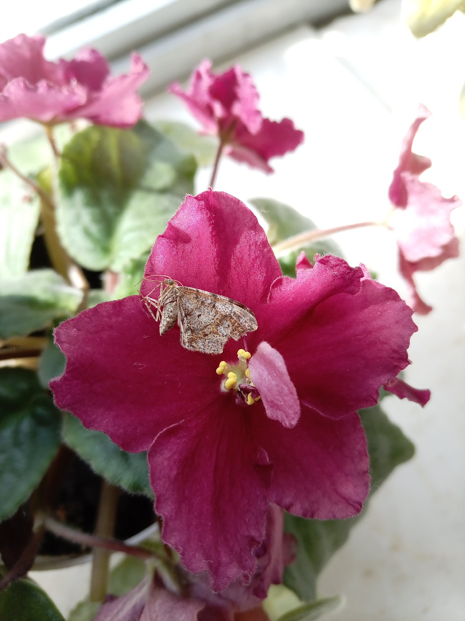 A close-up shot focuses on a dark pink African violet flower, with a small, light brown moth resting on its petals. The moth's wings are folded, and its body is segmented. The flower has delicate, ruffled petals and yellow stamens in its center. Green leaves are visible in the background, slightly out of focus. The scene is brightly lit, suggesting it's near a window. The image is taken from a slightly elevated angle.