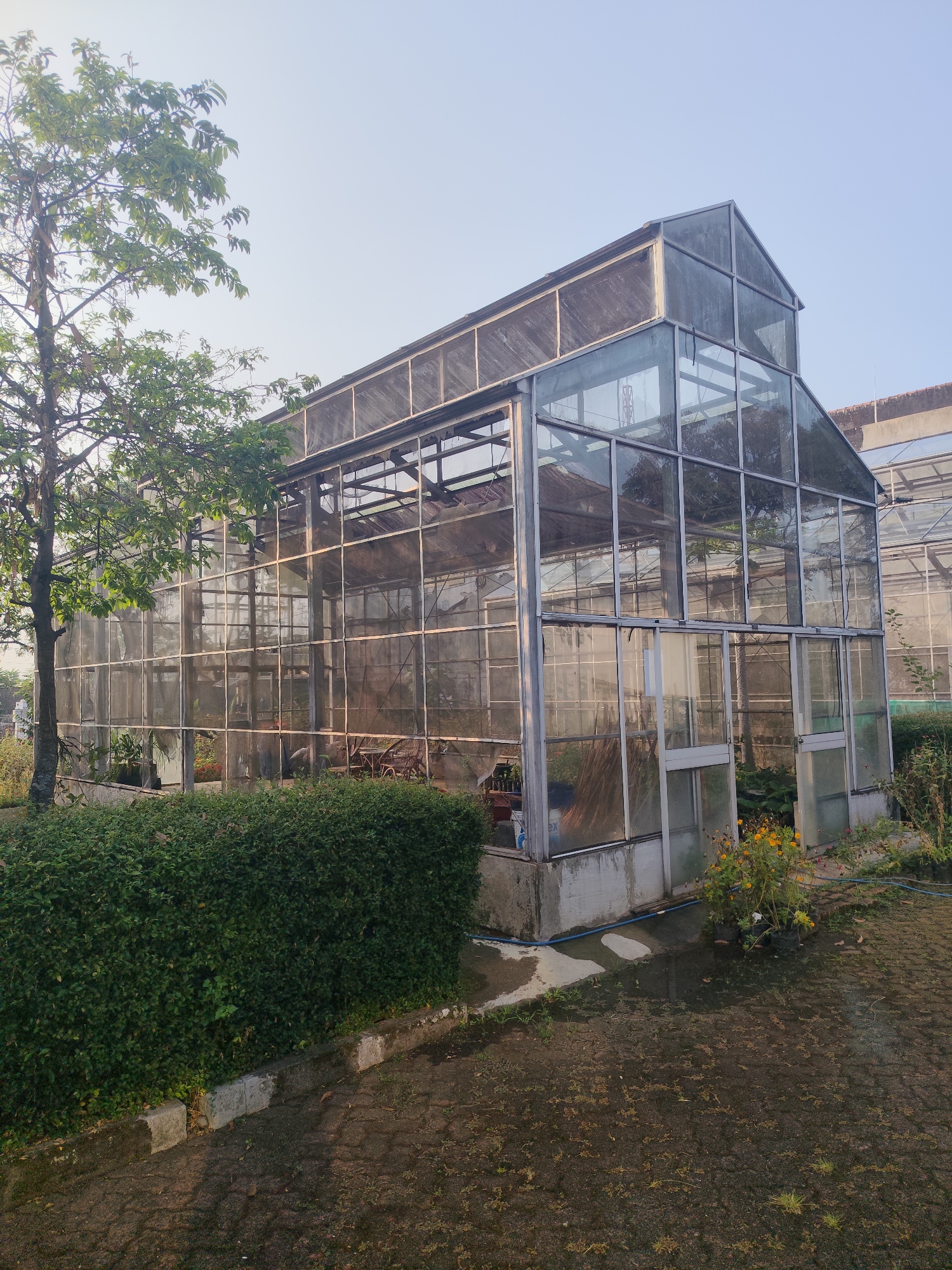 The image shows a large, glass-enclosed greenhouse structure located in Tasikmalaya, Indonesia. The greenhouse is rectangular with a pitched roof, constructed with a metal frame and glass panels. Inside, plants and gardening equipment are visible. A tall tree with green foliage stands to the left of the greenhouse, and a dense green hedge runs along the front of the structure. The ground in front of the greenhouse is paved with interlocking bricks, and some areas appear wet, possibly from recent rain or watering. The sky above is clear and light blue, suggesting it is daytime, likely in the morning or late afternoon due to the warm lighting. The overall scene depicts a well-maintained agricultural or horticultural facility in an outdoor setting.