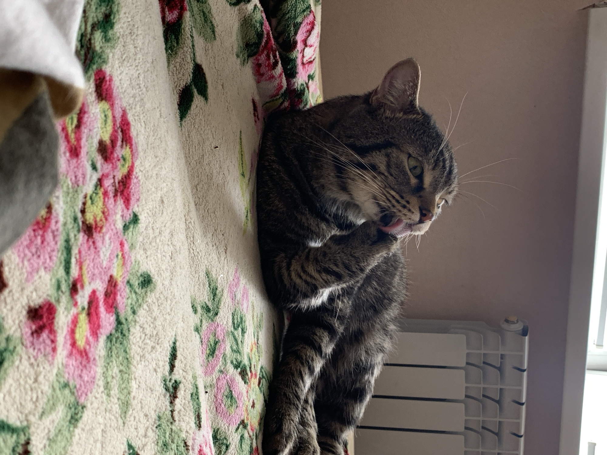 A tabby cat is sitting upright on a surface covered in a floral-patterned blanket, licking its paw. The cat has a brown and gray coat with dark stripes. Its paw is raised to its mouth, and its tongue is visible. The blanket has a pattern of roses in shades of pink and red, with green leaves. Behind the cat, a white radiator is visible against a light beige wall. A window frame is partially visible to the right of the radiator. Based on prior knowledge, the location is in the city of Stavropol, Russia.