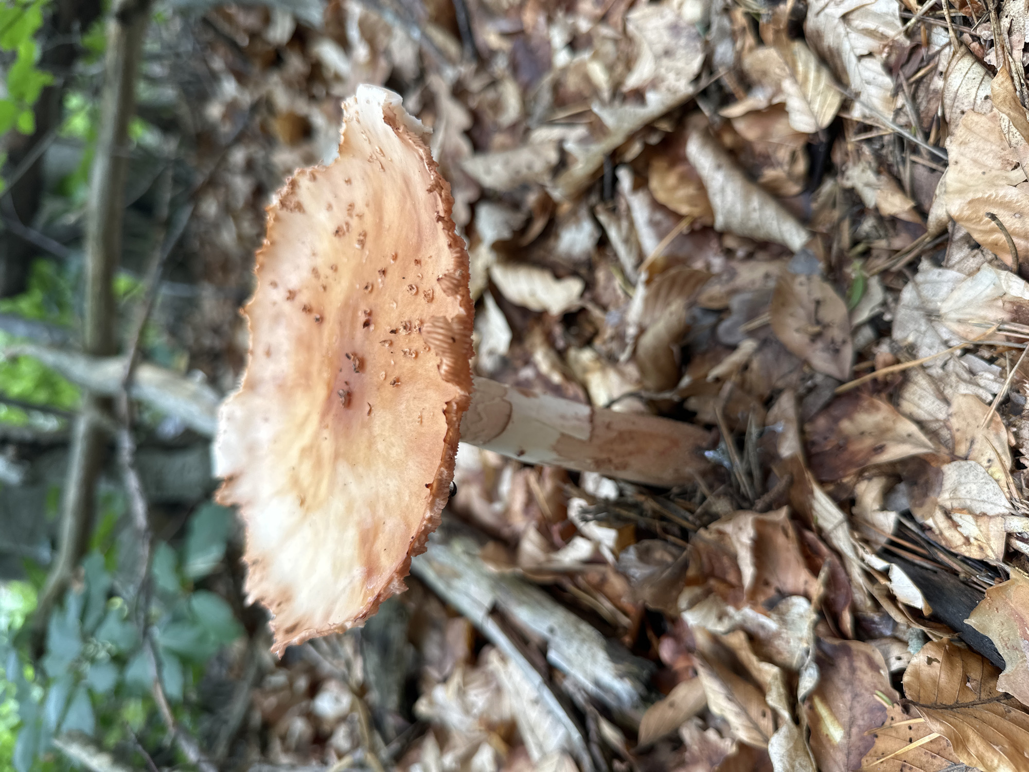 This image captures a close-up view of a mushroom growing in a forest setting in Chubrika, Bulgaria. The primary subject is a single mushroom, seen from a slightly elevated side angle. Its cap is broad, somewhat irregular, and wavy along the edges, displaying a light beige or tan color with darker, reddish-brown speckles and patches across its surface. The underside of the cap is partially visible, showing light-colored gills. A sturdy, light-colored stem supports the cap, extending downwards into the leaf litter.
The mushroom is nestled on a forest floor covered extensively with dry, fallen leaves and some pine needles, indicating a wooded environment, possibly during autumn or late summer. The leaves are predominantly brown and varied in shape, forming a dense carpet around the mushroom. In the blurry background to the left, hints of green foliage from other plants are visible, suggesting living vegetation nearby. The lighting appears natural and bright, indicating daytime conditions. There are no people or visible text in the image.