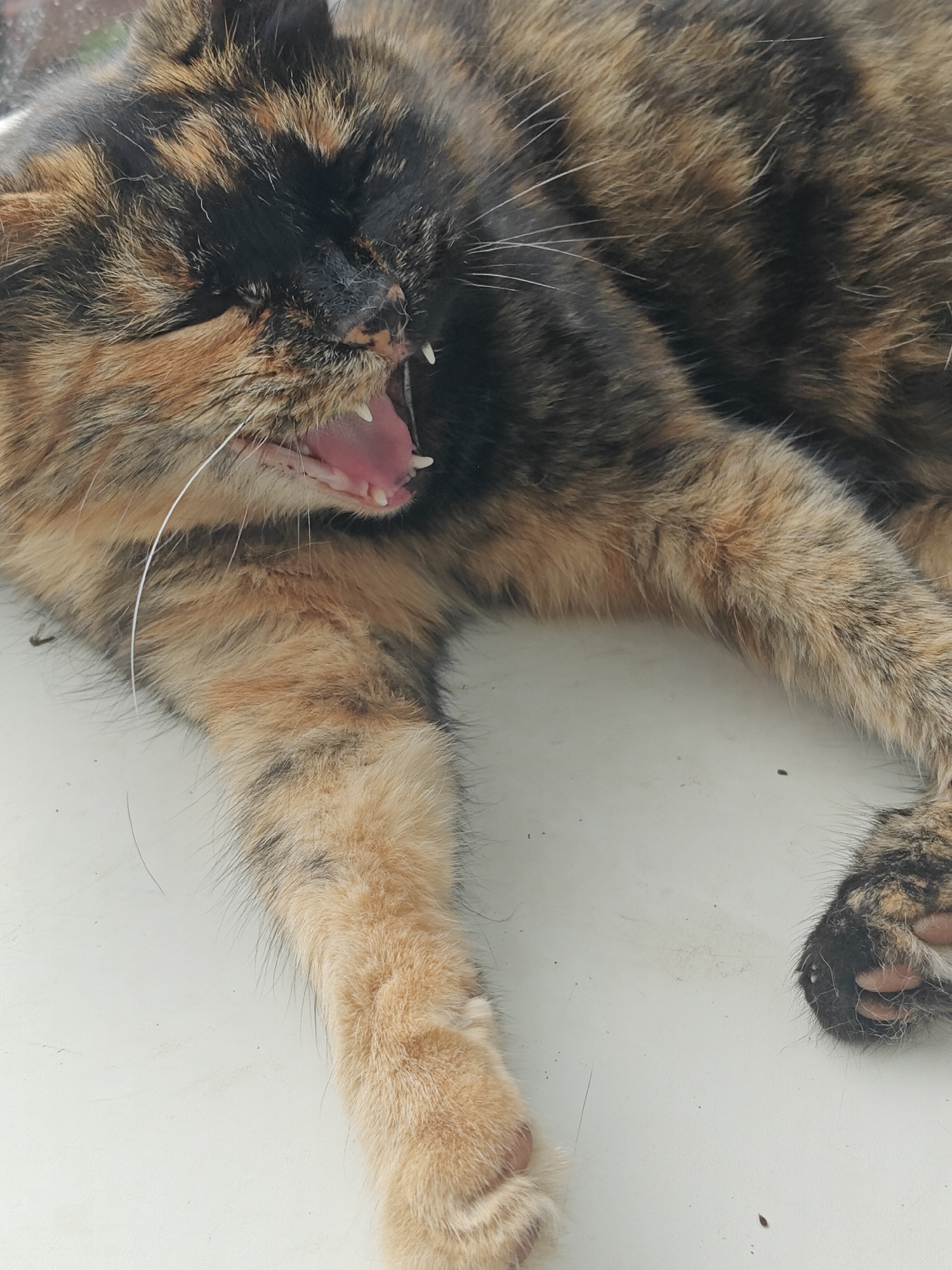 A tortoiseshell cat is captured mid-yawn, its mouth wide open, revealing its pink tongue and sharp teeth. The cat is lying down, with its front paws extended. Its fur is a mix of black, brown, and orange, with visible whiskers. The background is a plain, light-colored surface, possibly a windowsill or table. The image is a close-up shot, focusing on the cat's face and front limbs. The lighting is natural, coming from an unseen source, and casts soft shadows. The overall impression is one of a relaxed, sleepy feline.