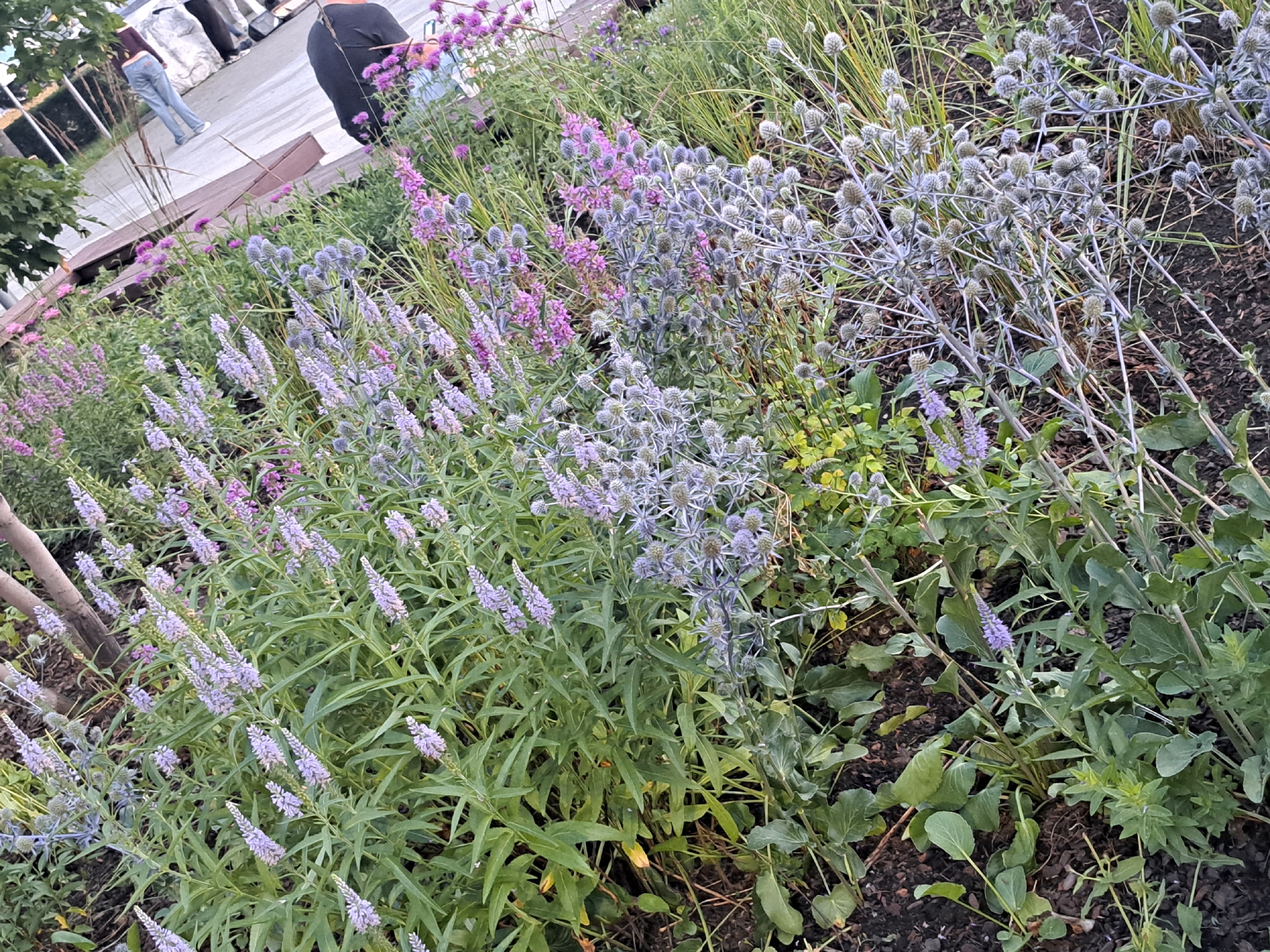 This is an outdoor, eye-level, medium-angle shot of a garden bed filled with flowering plants. The plants are predominantly purple and light blue, with green foliage. In the background, there are several people walking on a paved pathway. The image appears to be taken in an urban park or garden. The presence of paved walkways and people suggests an area accessible to the public. The overall scene depicts a well-maintained garden with various types of flowers and an element of human activity in the background. The lighting suggests it is daytime.