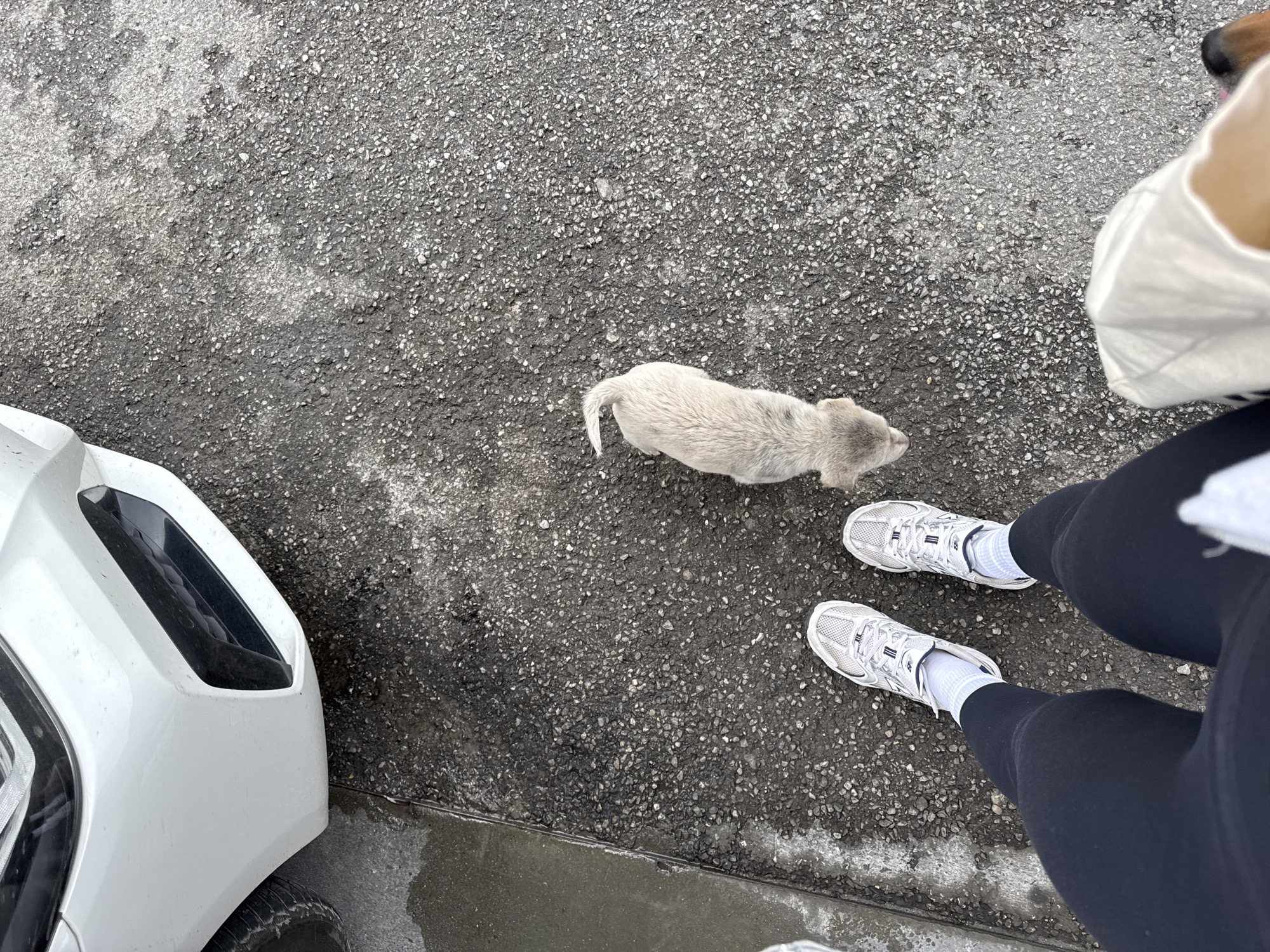 A ground-level view shows a small, light-grey puppy standing on dark grey asphalt. Beside the puppy is the front of a white car on the left and a person wearing black leggings and white sneakers on the right. The location is presumed to be Bakovići, Montenegro.