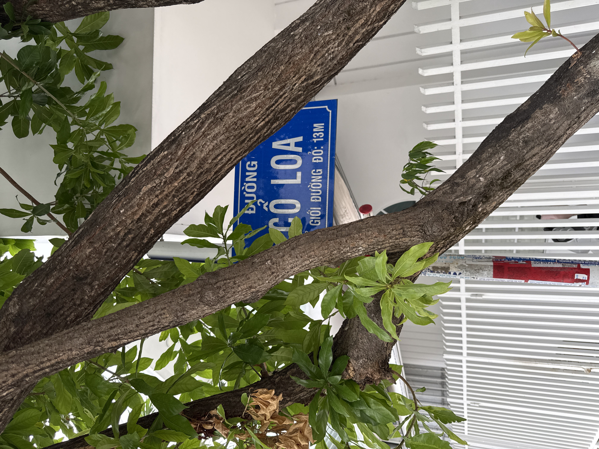 A street sign in blue and white reads "DUONG CO LOA GIOI DUONG DO: 13M" which translates to "Co Loa Street Width: 13m". The sign is affixed to a white building, partially obscured by the branches and leaves of a tree in the foreground. The tree has thick, textured bark and vibrant green leaves. Behind the tree and building, a white metal fence is visible. The scene is located in the city of Nha Trang, Vietnam. There are no people clearly visible in the image.