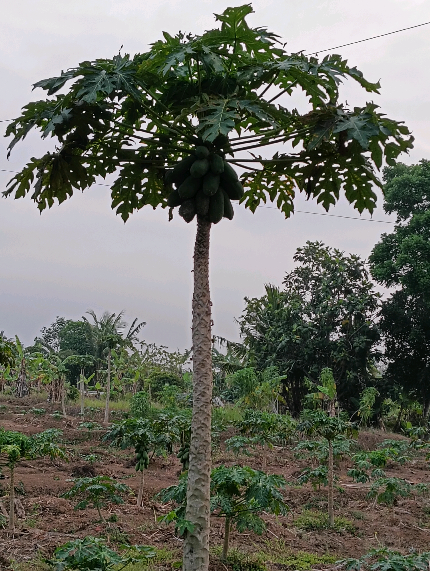 In Purworejo, Indonesia, a mature papaya tree stands tall in an orchard. The tree is laden with green papayas, and its trunk is rough and textured. Surrounding the mature tree, smaller papaya saplings are planted in rows, dotting the brown, earthy soil. The ground is uneven, suggesting a slightly sloped terrain. Lush green foliage from other trees and plants forms a backdrop, with a sky of muted gray clouds overhead. The scene captures the essence of a productive agricultural landscape.