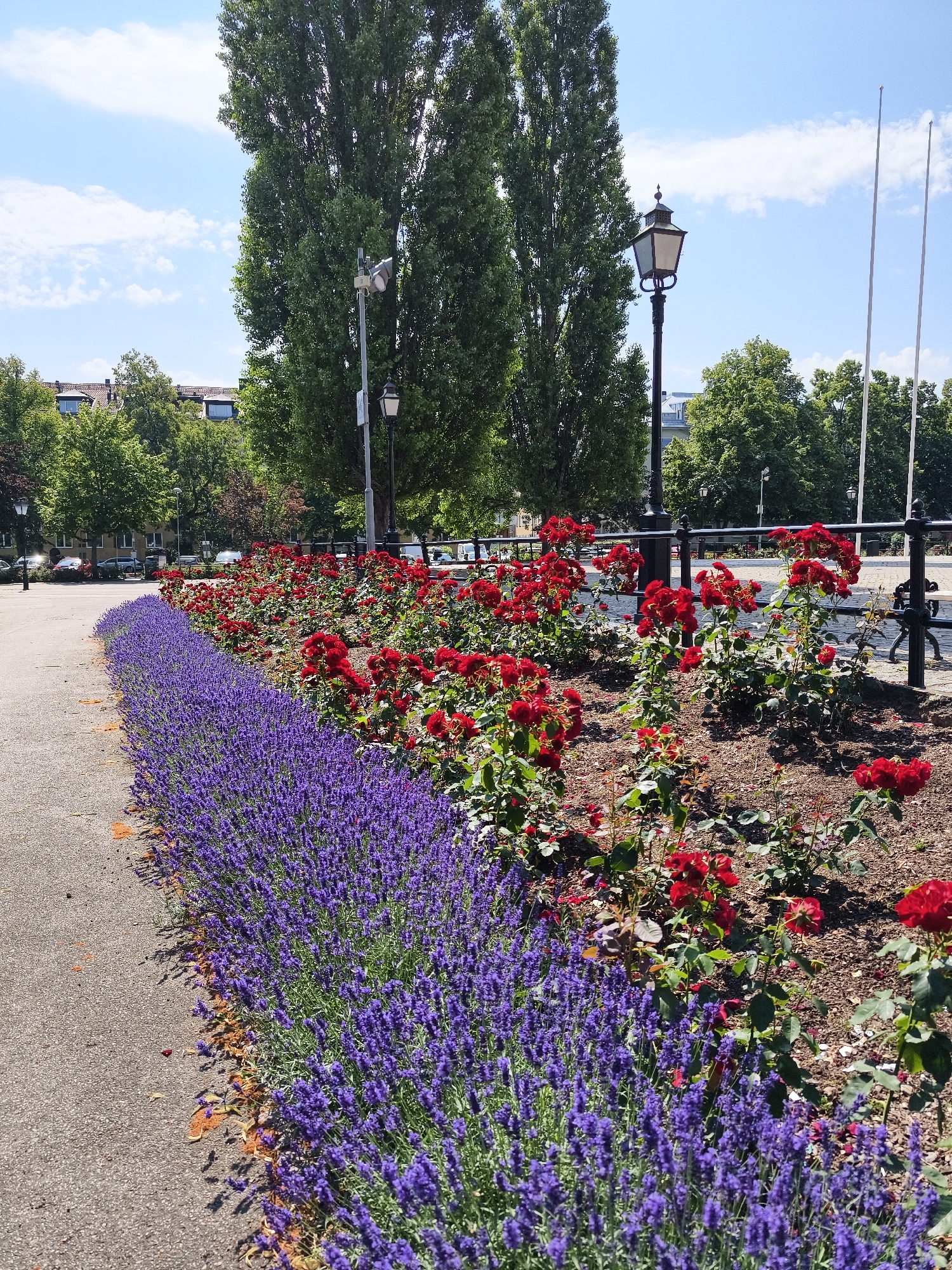 This image depicts a park pathway bordered by a vibrant display of lavender flowers on one side and a flowerbed of red roses on the other. In the background, tall trees line the park, with buildings and streetlights visible beyond. The sky is blue with scattered white clouds. The path appears to be made of asphalt or a similar material. This scene is located in the city of Linköping, Sweden, likely in a public park area. There are no people or animals visible in the image. The overall impression is one of a well-maintained public garden during daytime.