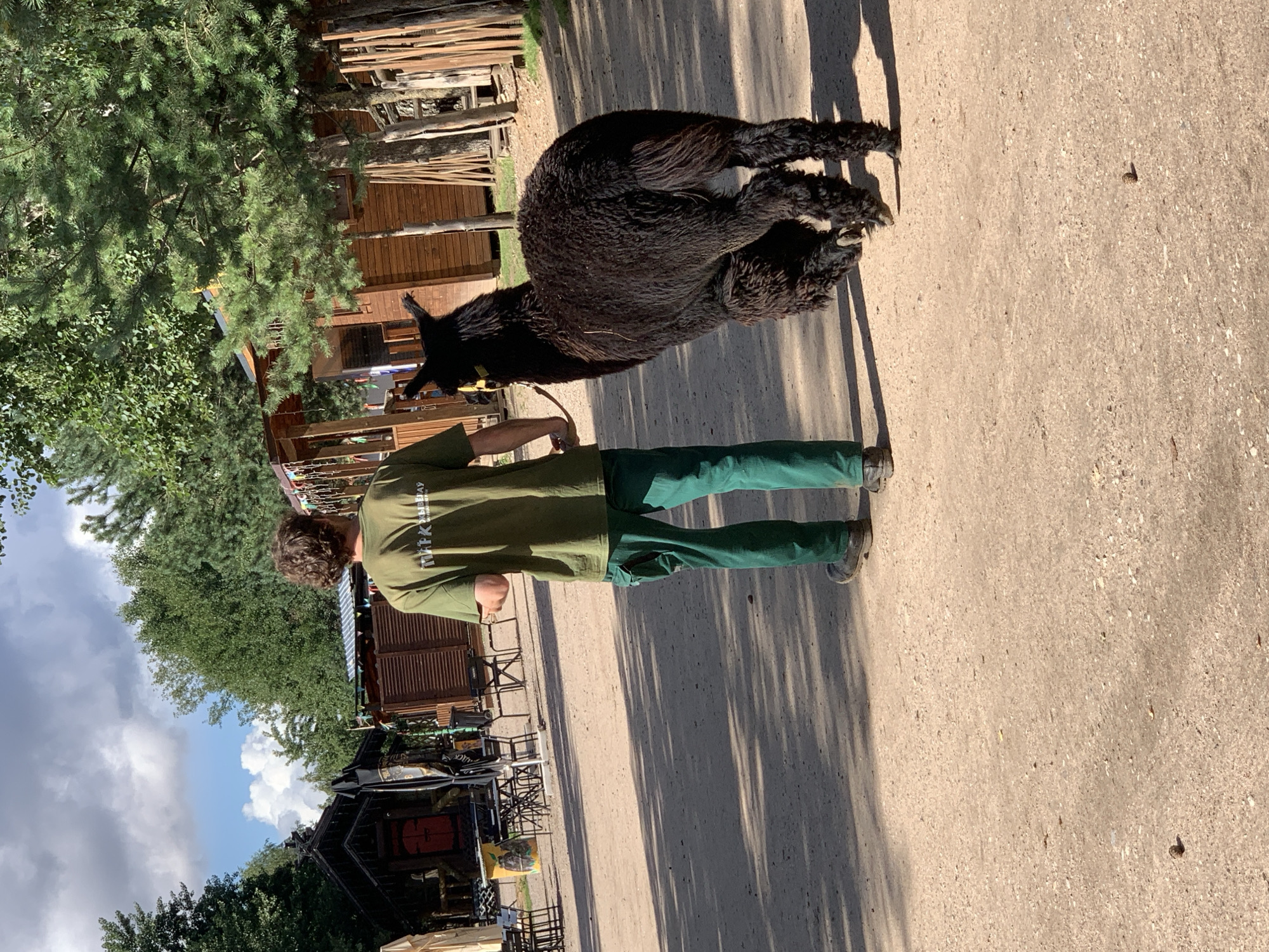 A person wearing a green t-shirt with white lettering and green pants is walking an alpaca on a dirt path. The alpaca is black and fluffy, with a yellow collar. They are in an outdoor area with trees and wooden structures, possibly a park or a zoo. The background shows several wooden buildings with roofs and some fencing. The sky is partly cloudy. The scene appears to be in Baranavichy, Belarus.