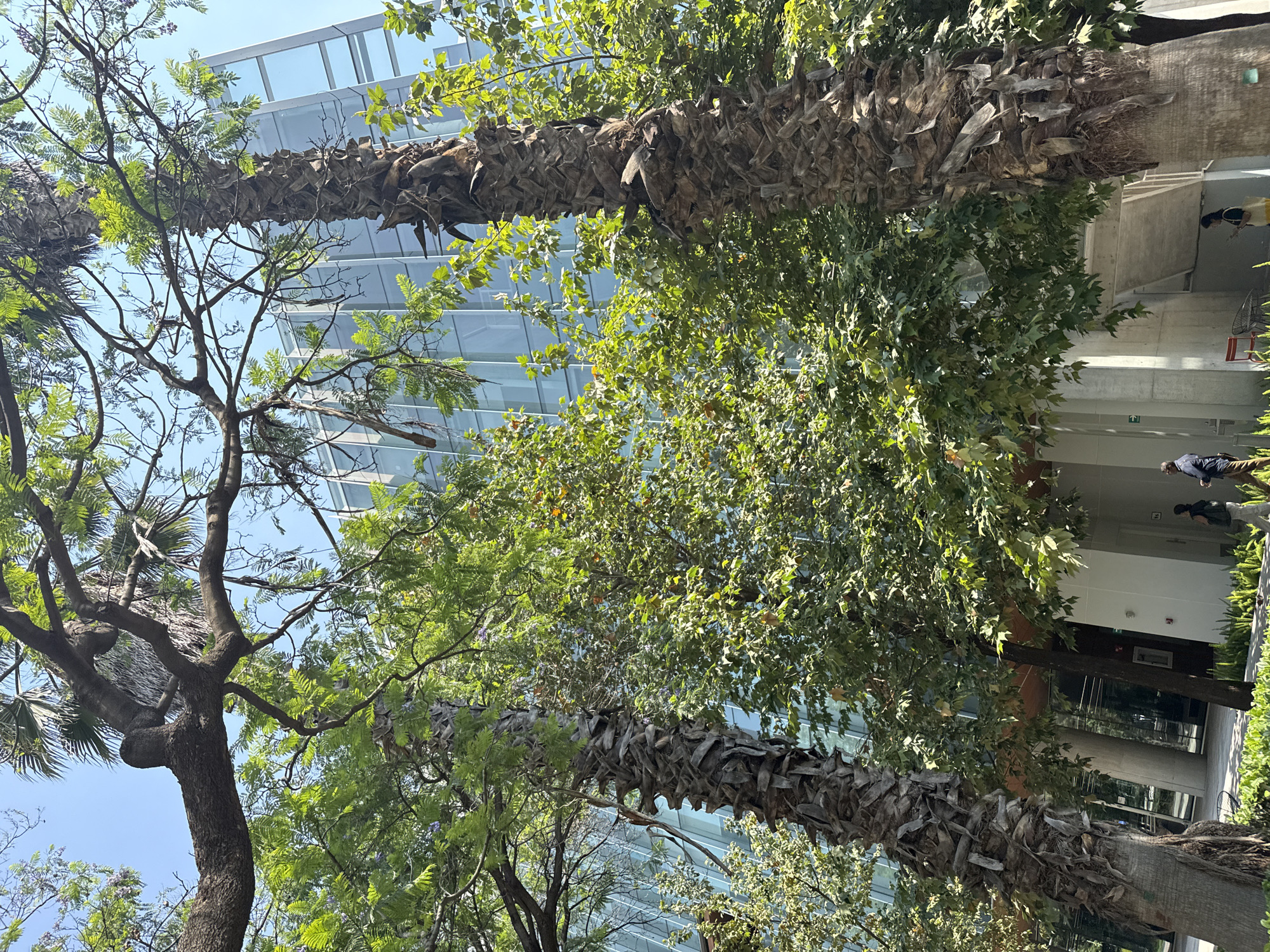 The image depicts a street scene in Mexico City, Mexico. The perspective is upward, capturing a mix of urban and natural elements. Two tall palm trees with thick, patterned trunks dominate the frame, their fronds obscured by the angle. Interspersed among the palm trees are deciduous trees with green foliage, some with visible branches and leaves.
In the background, a modern glass-facade building is visible, reflecting the clear blue sky. Its architectural style suggests a commercial or office structure. On the right side of the image, a portion of a building with a simpler architectural style can be seen.
There are two people visible on the right side of the image. One person is walking away from the camera.