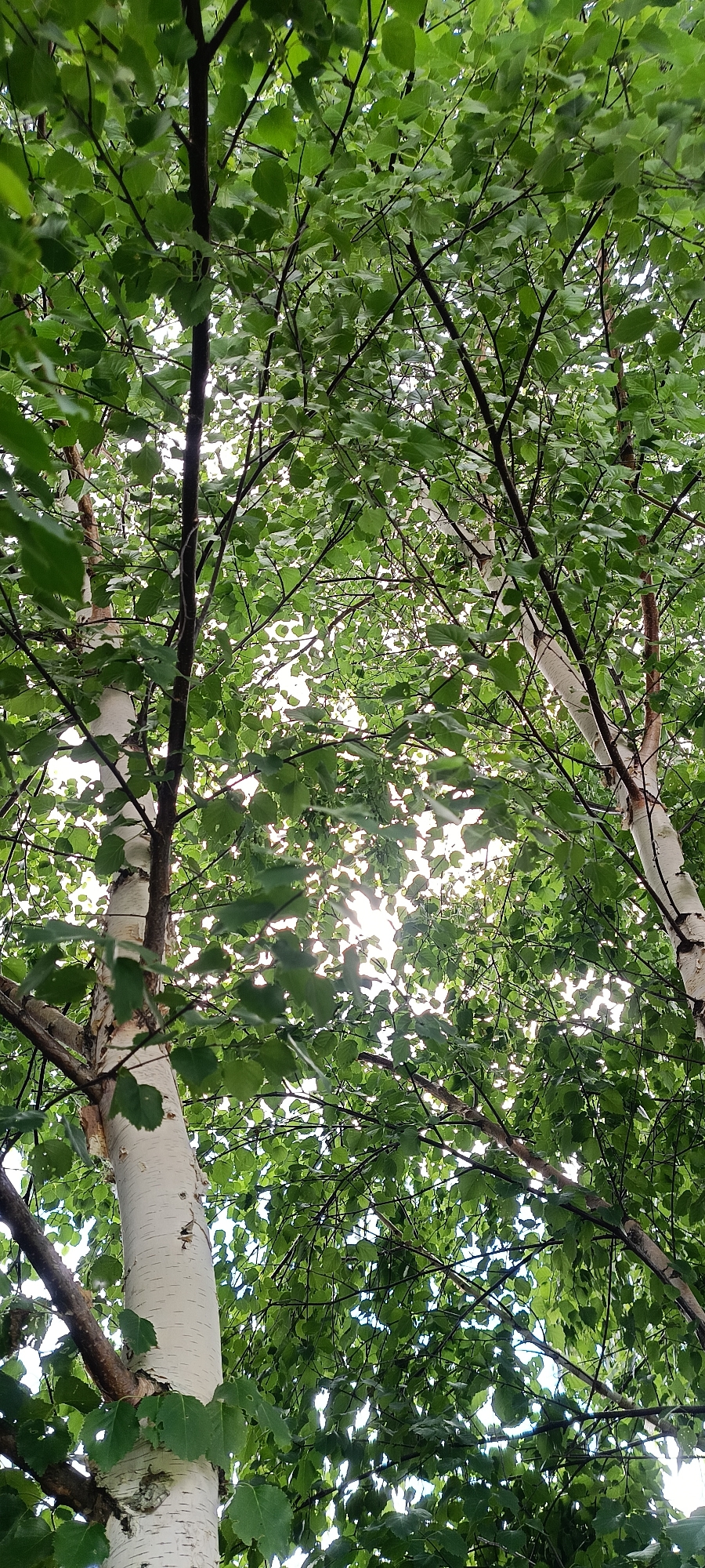 The media file shows a low-angle view looking up through the canopy of several birch trees in Kamenoye, Russia. The sun shines through the dense green leaves, creating a dappled light effect. The distinctive white bark of the birch trees is visible on the trunks and branches. The scene is natural and peaceful, suggesting a warm day during the summer or late spring when the leaves are fully out. There is no visible text in the image.