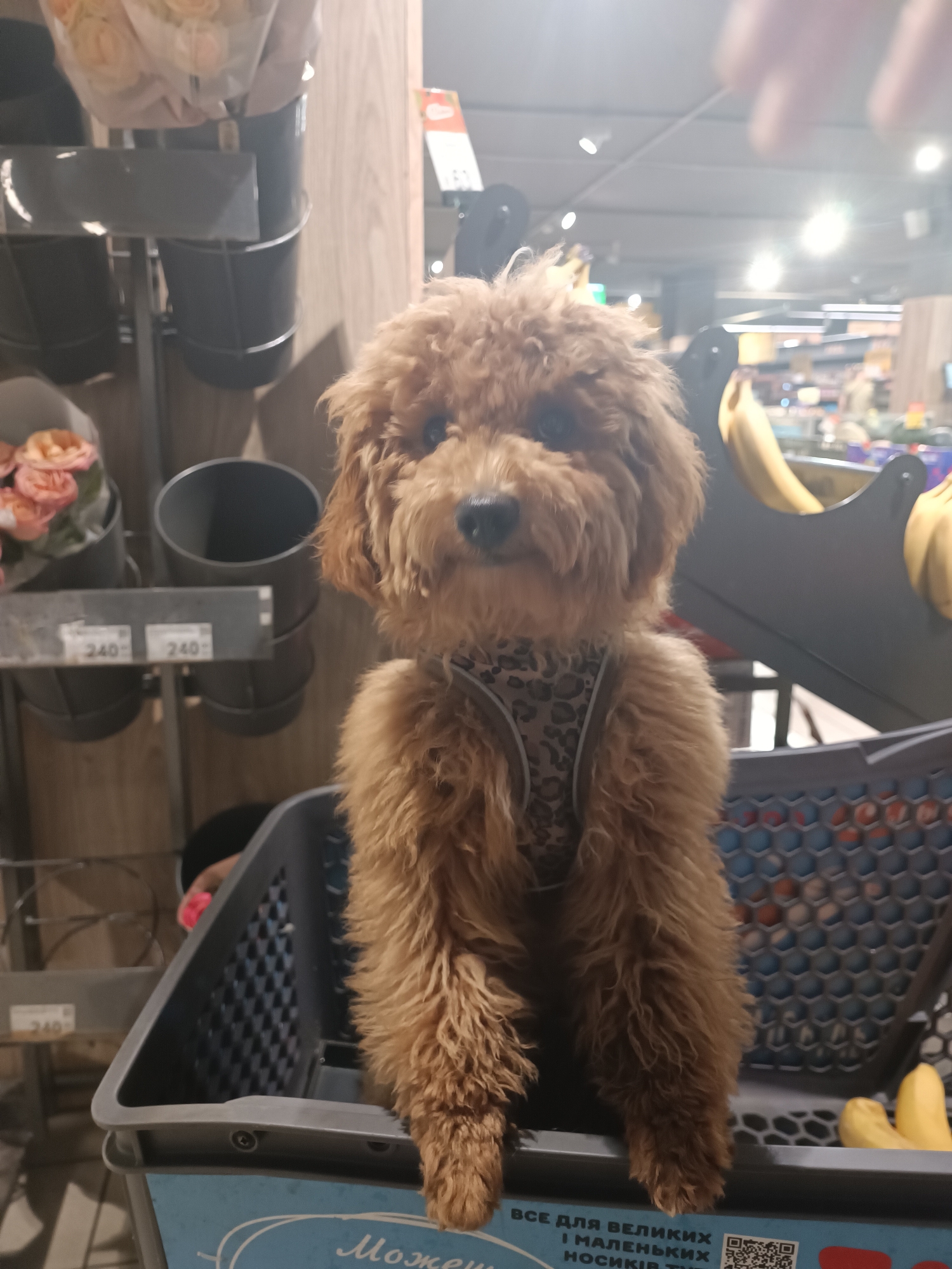 A brown poodle sits in a shopping cart in a store. The poodle is wearing a leopard-print harness. In the background, there are displays of flowers and bananas. There are price tags visible on a shelf that read "240". The shopping cart has text on it that appears to be in Cyrillic.