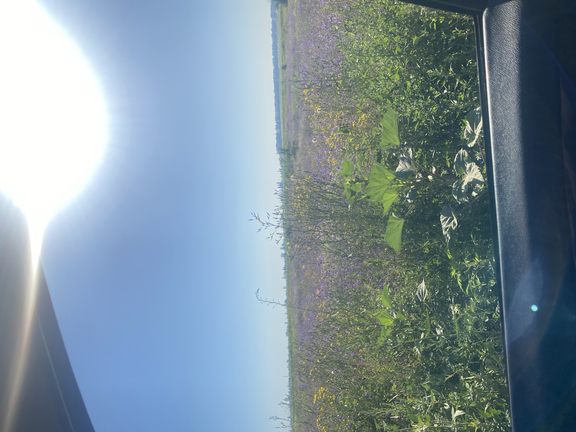 This is a landscape photograph taken from inside a vehicle, looking out through the window at a rural scene under a clear blue sky. The foreground shows a portion of a dark-colored car interior, likely the window frame and sill, with some lens flare. Beyond this, a vast field stretches to the horizon, dotted with numerous small purple and yellow wildflowers. Tall green grasses and plants are abundant in the field, with a large-leafed plant prominently positioned in the middle ground. In the far distance, a line of trees and some distant structures can be seen. The sun is high in the sky, casting a bright glare and creating a lens flare effect at the top of the image. The scene appears to be located in or around Novooleksandrivske, Ukraine, given the context of the location. There are no people or animals visible in the image.