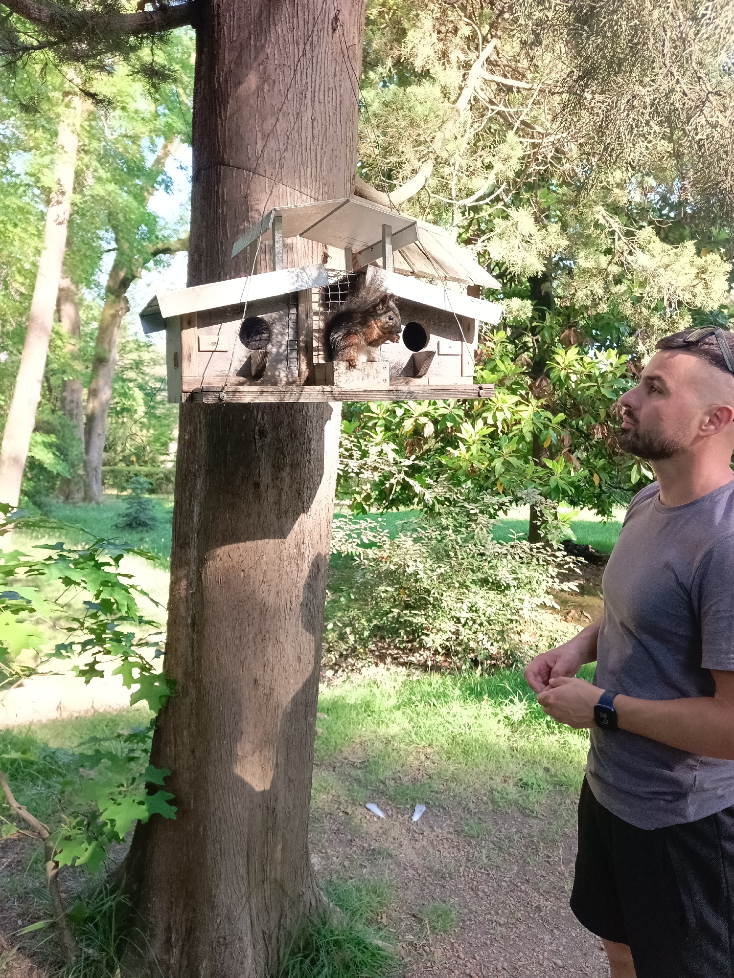 A man with short, buzzed hair and a beard stands in a park, looking towards a birdhouse attached to a large tree. The birdhouse has a wire feeder attached and a squirrel is visible inside, eating. The man is wearing a grey t-shirt and black shorts. The park is lush with green trees and grass. There is a path in the foreground. The scene appears to be a sunny day.