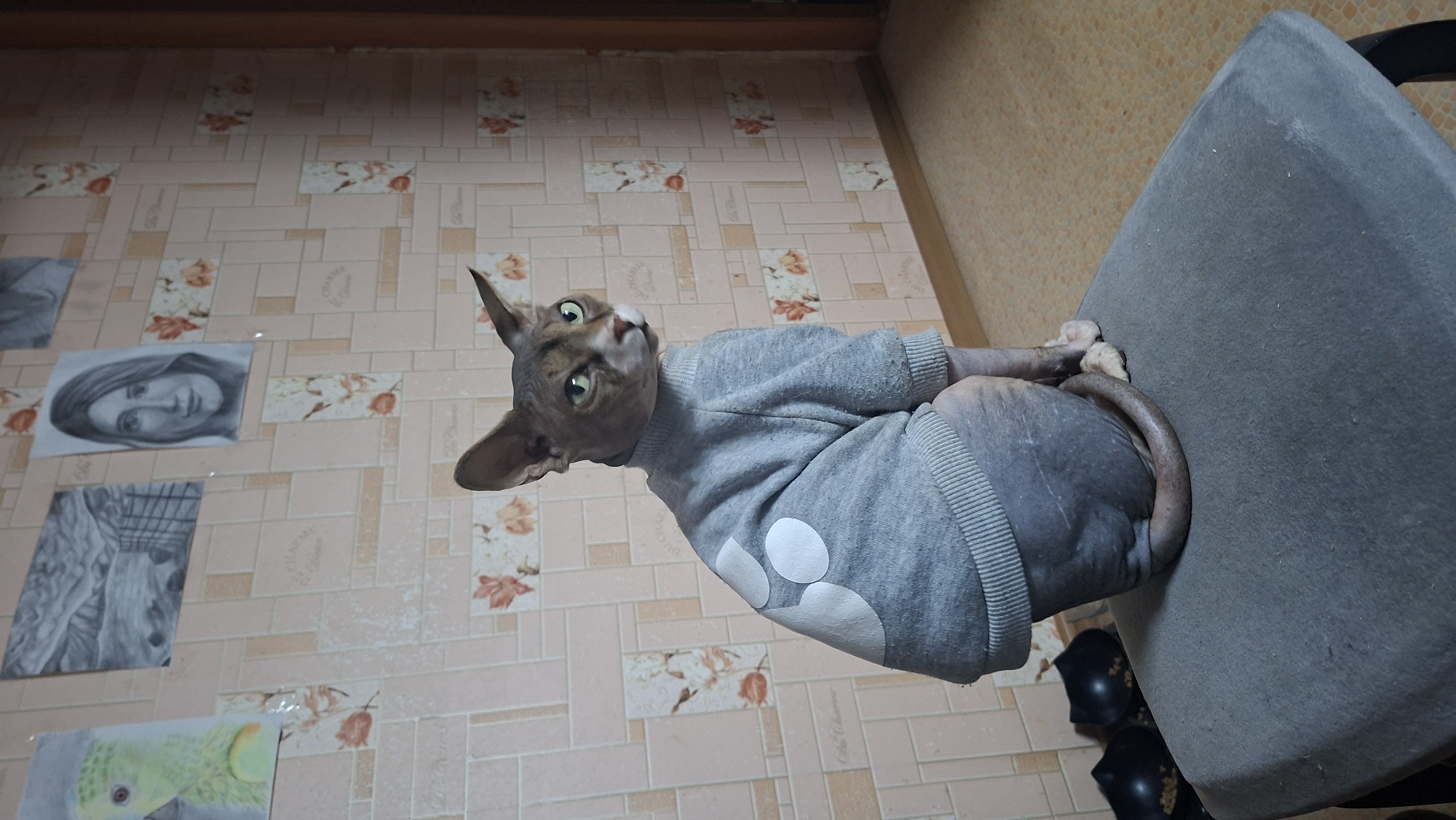 A hairless cat wearing a grey sweater with white polka dots sits on a grey upholstered stool. The cat has green eyes and is looking to the right of the frame. The background features a wall with patterned wallpaper and framed pictures. Two black cat food bowls are visible to the left of the stool. The scene appears to be indoors, possibly in a residential setting within the city of Myadzyel, Belarus.