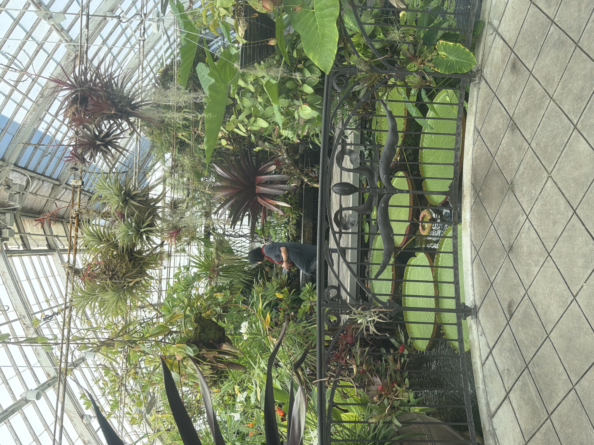 The image depicts an interior view of a greenhouse with a person sitting on a bench in the background. The greenhouse is filled with a variety of lush, tropical plants, including large-leafed plants, hanging plants, and air plants. A black metal fence with ornate scrollwork separates the foreground from a pond with large lily pads. The ground in the foreground is paved with square tiles. The ceiling of the greenhouse is made of glass panels and metal framing. The scene is brightly lit, suggesting it is daytime. The style of the greenhouse architecture and the lush vegetation suggests this location could be the Conservatory of Flowers in Golden Gate Park, San Francisco, California, USA.