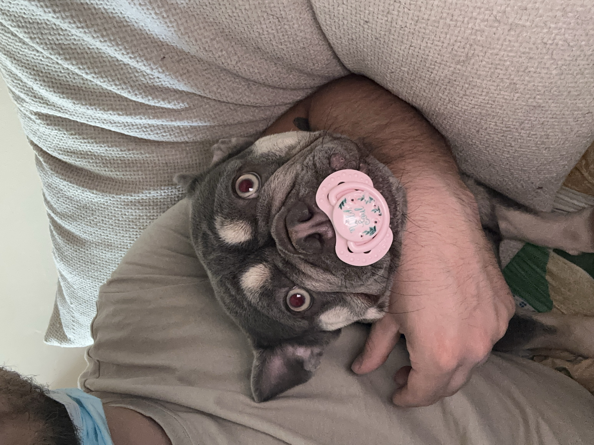 An overhead shot shows a French bulldog with a pink pacifier in its mouth being held by a person. The dog has gray and white fur and its eyes are wide open. The person is wearing a light-colored t-shirt and a light blue neck gaiter. The dog is resting on a couch with a textured, light-colored throw blanket. The scene is indoors.