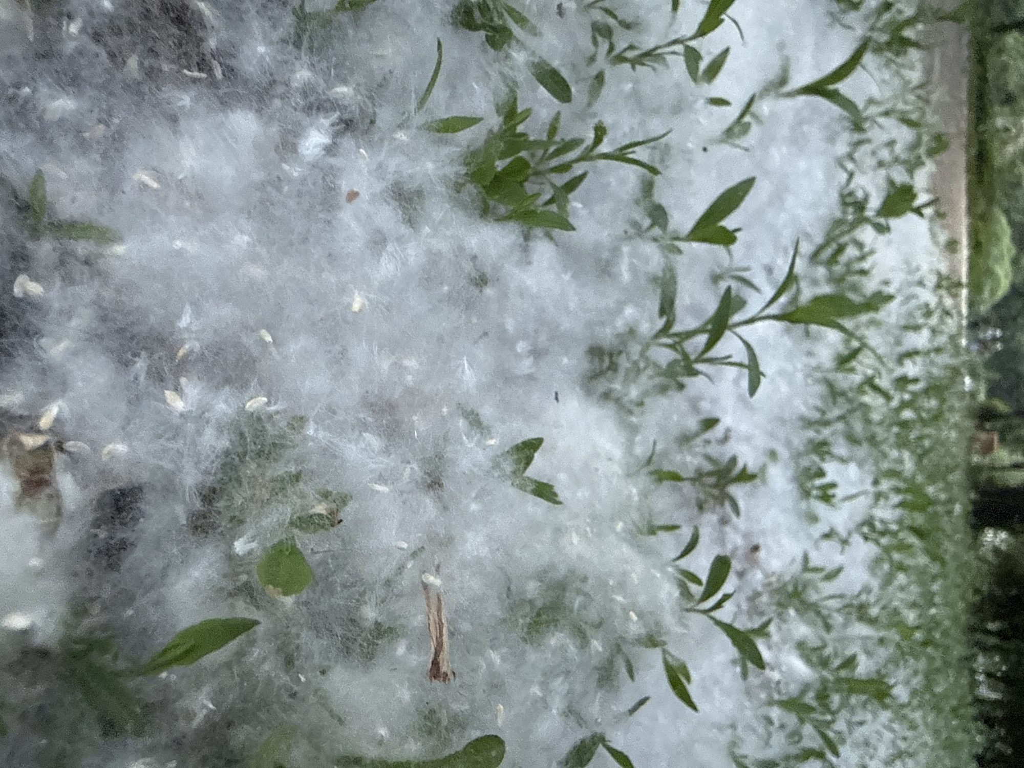 This close-up image presents a dense, undulating blanket of white, fluffy material spread across the ground. Interspersed throughout this white layer are numerous small, green plants with delicate, elongated leaves, some partially submerged by the fluff while others protrude clearly. Many tiny, light-colored, elongated seeds or seed casings are embedded within the white fibers. A single, thin, dark brown, stick-like object, possibly a dried twig or plant stem, is visible in the lower-left section of the original image.
The scene depicts an outdoor, natural or semi-natural environment, likely ground-level within a park, garden, or urban green space in Moscow, Russia. There are no people visible, and no specific activity is taking place; the image captures a static natural phenomenon. The white material strongly resembles poplar cotton, which is characteristic of poplar trees shedding their seeds during late spring or early summer in regions like Moscow. The lighting appears natural, indicating it is daytime. There are no visible signs of text or specific location cues beyond the provided context.
