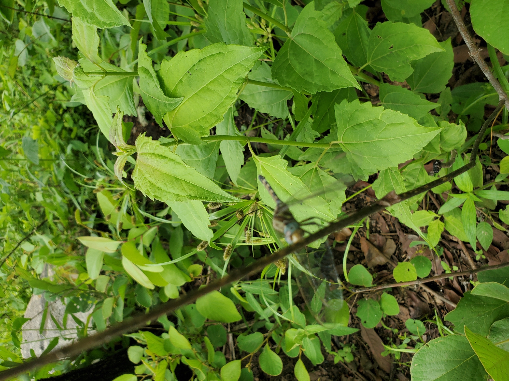 The image presents a close-up view of various green plants and foliage. The primary subject appears to be a cluster of plants with light green, broad leaves and serrated edges. Beneath these, there is a mix of other plants, including smaller, rounder leaves. The ground is visible between the foliage, showing a dark soil or mulch. A thin, dark branch stretches diagonally across the frame. In the center of the image, there is a dragonfly perched on a stalk amidst the plants. It is unclear whether people are present in the location, nor are there any interactions taking place within the frame. Due to the nature of this image, it is not possible to confirm that it was taken in Mararaba, Nigeria.